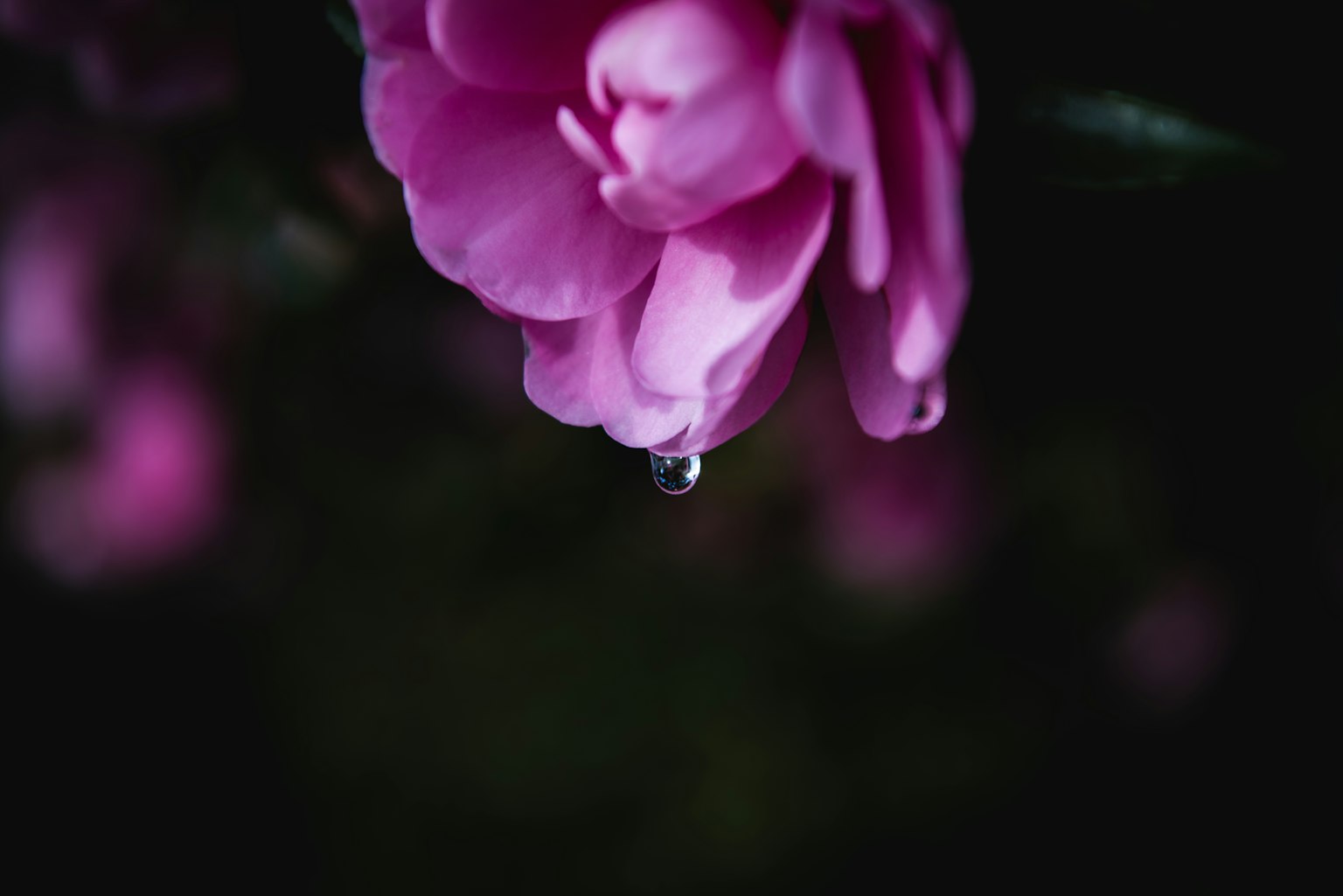 Nahaufnahme eines rosa Blütenblatts mit einem Wassertropfen
