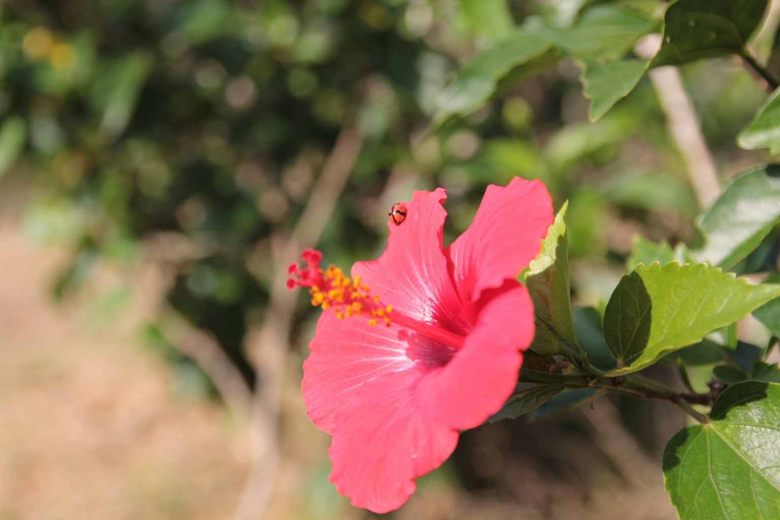 Eine lebhafte pinke Hibiskusblüte, die zwischen grünen Blättern blüht