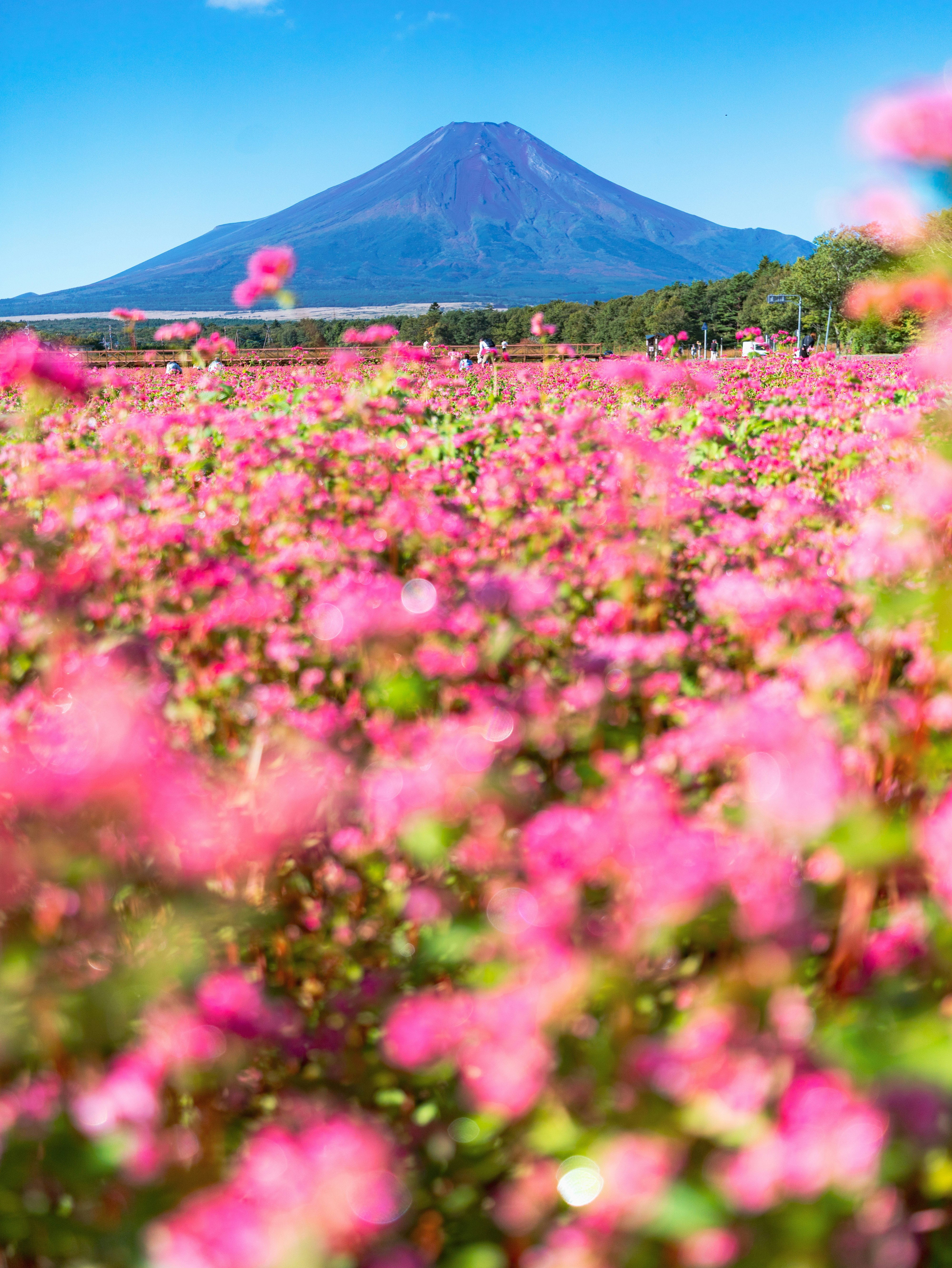 ピンクの花畑と遠くにそびえる山の風景