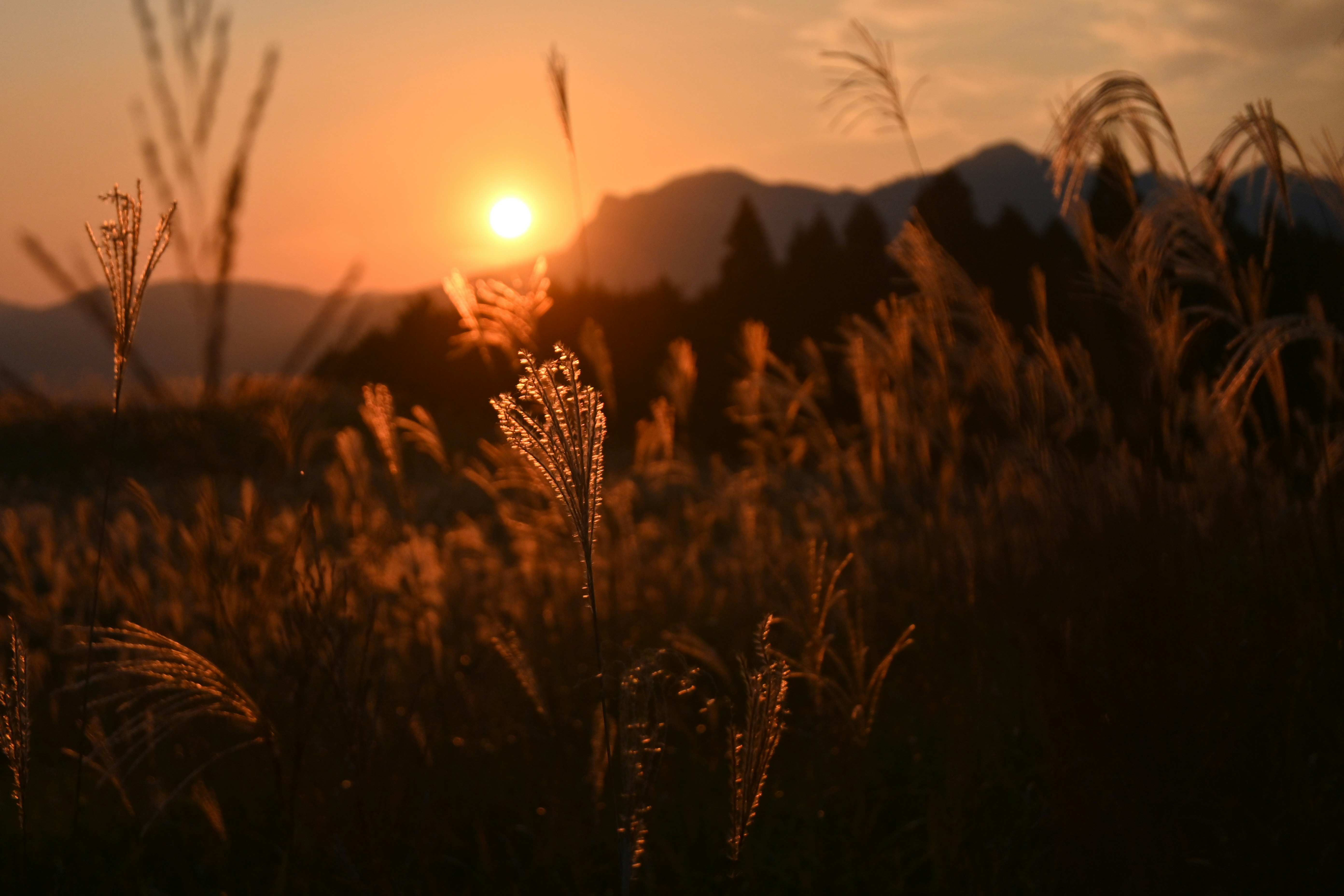 夕日に照らされた草原と山並みのシルエット
