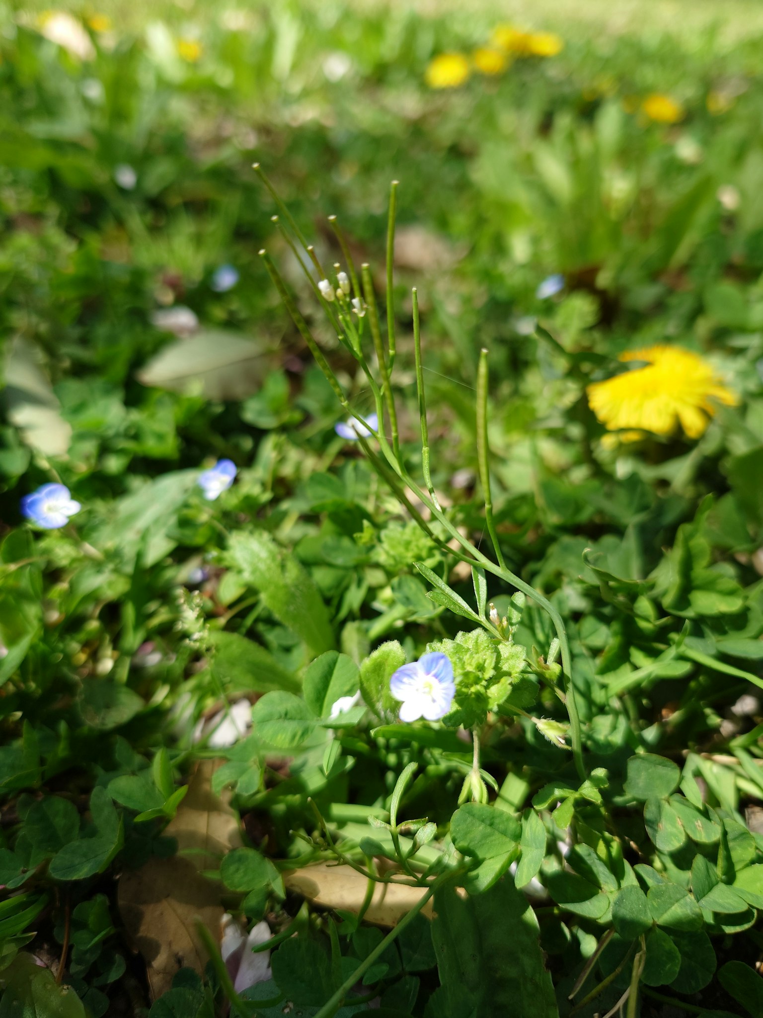 Piccole fiori blu tra l'erba verde con dandelions gialli