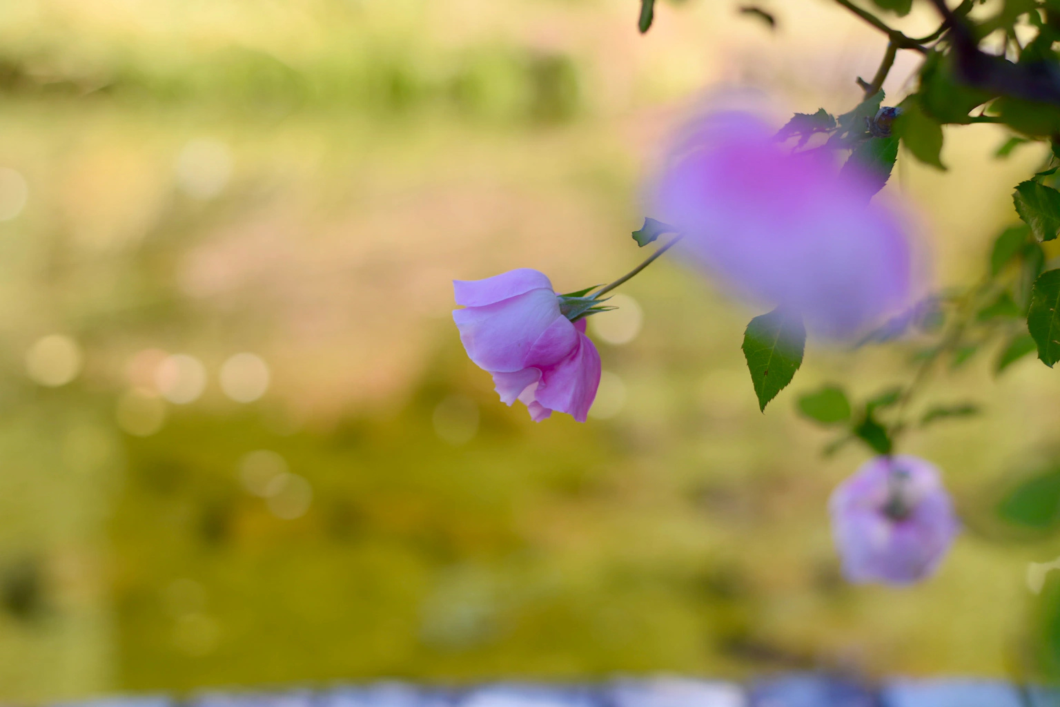 水边摇曳的精致粉色花朵
