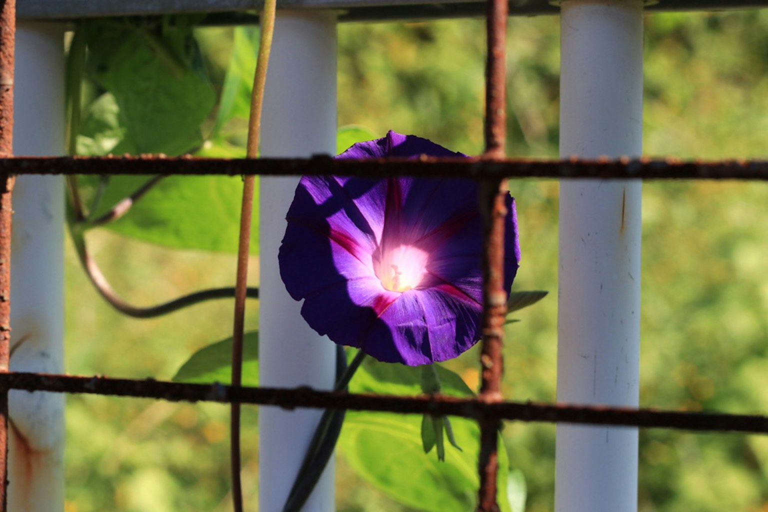 Purple flower behind a rusty fence