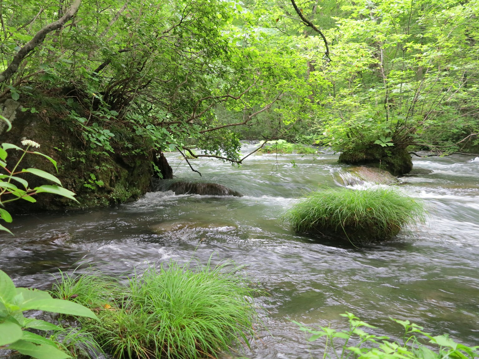 Pemandangan aliran sungai di hutan hijau subur dengan batu dan rumput