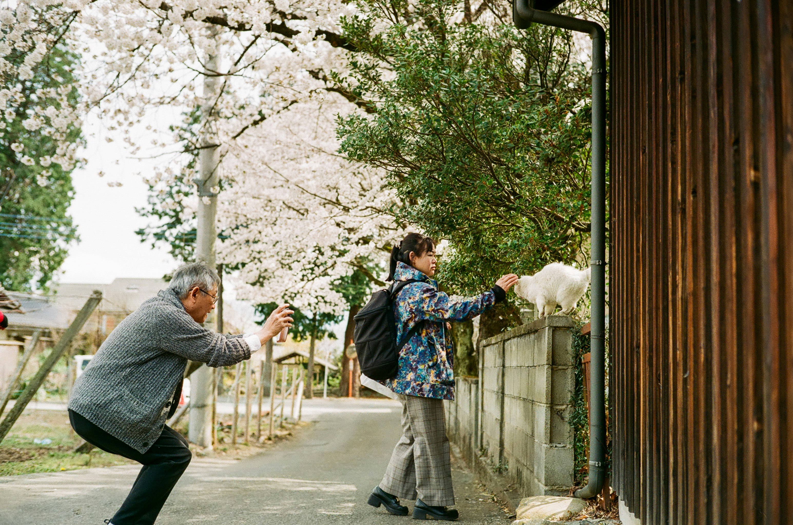 桜並木の路地で手を伸ばす人々