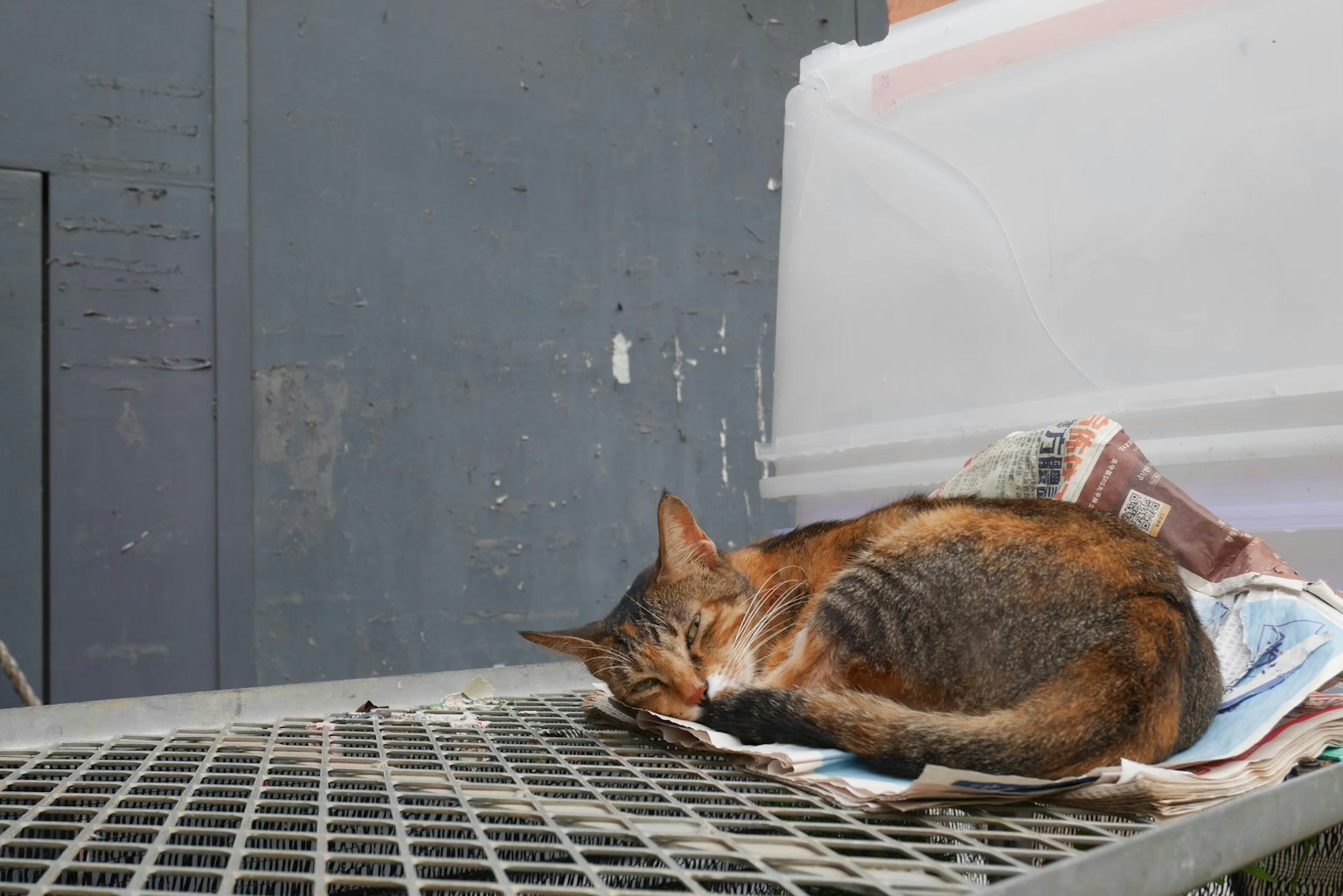 A brown cat sleeping on a wire mesh surface