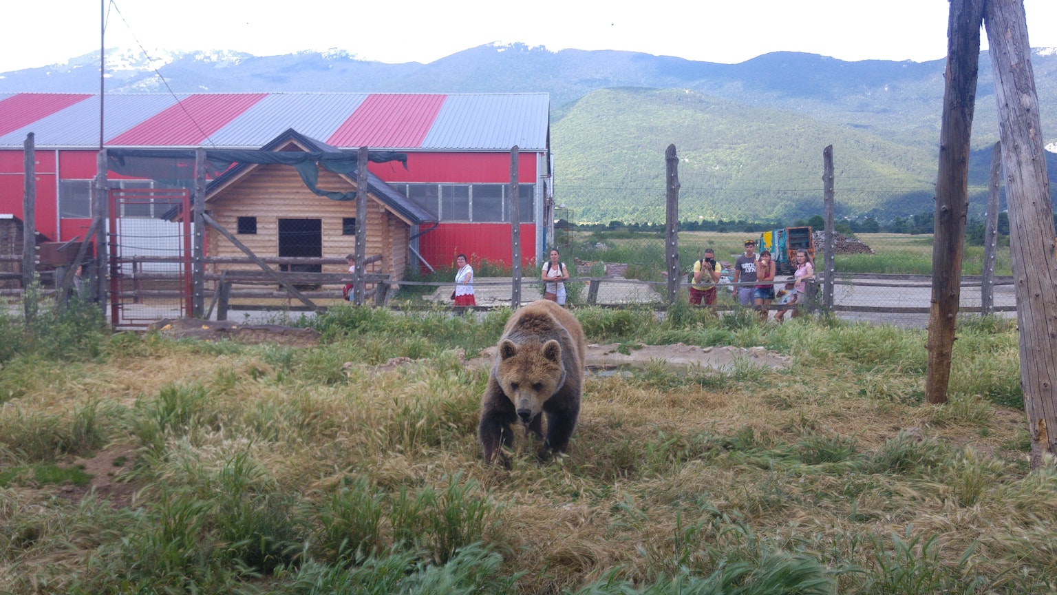 Un oso pardo caminando en un área cubierta de hierba con un edificio de techo rojo y personas al fondo