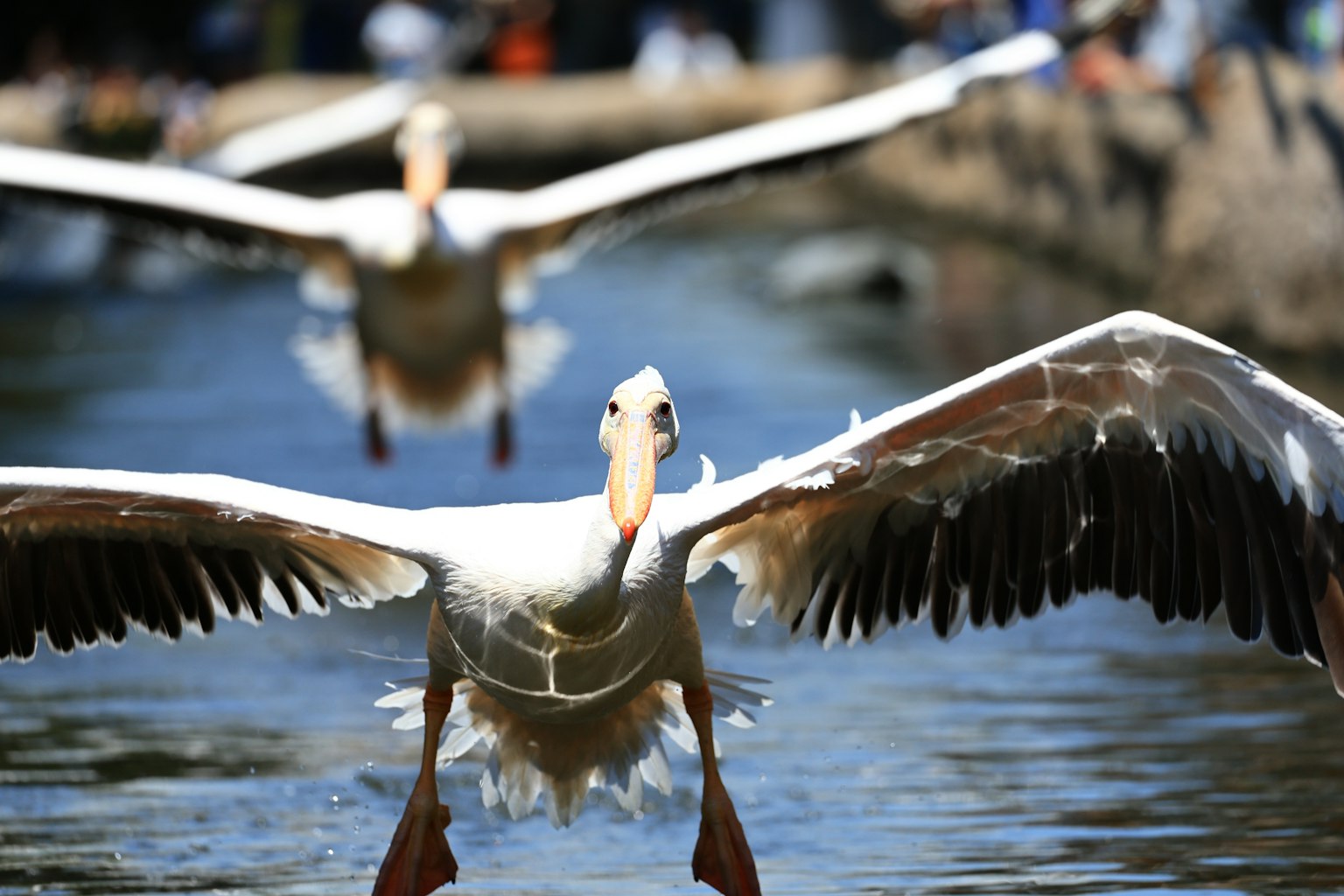 Group of white pelicans taking off near the water
