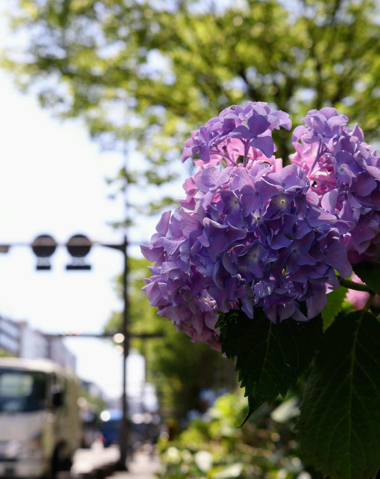 Fleur d'hortensia violette avec des arbres verts en arrière-plan