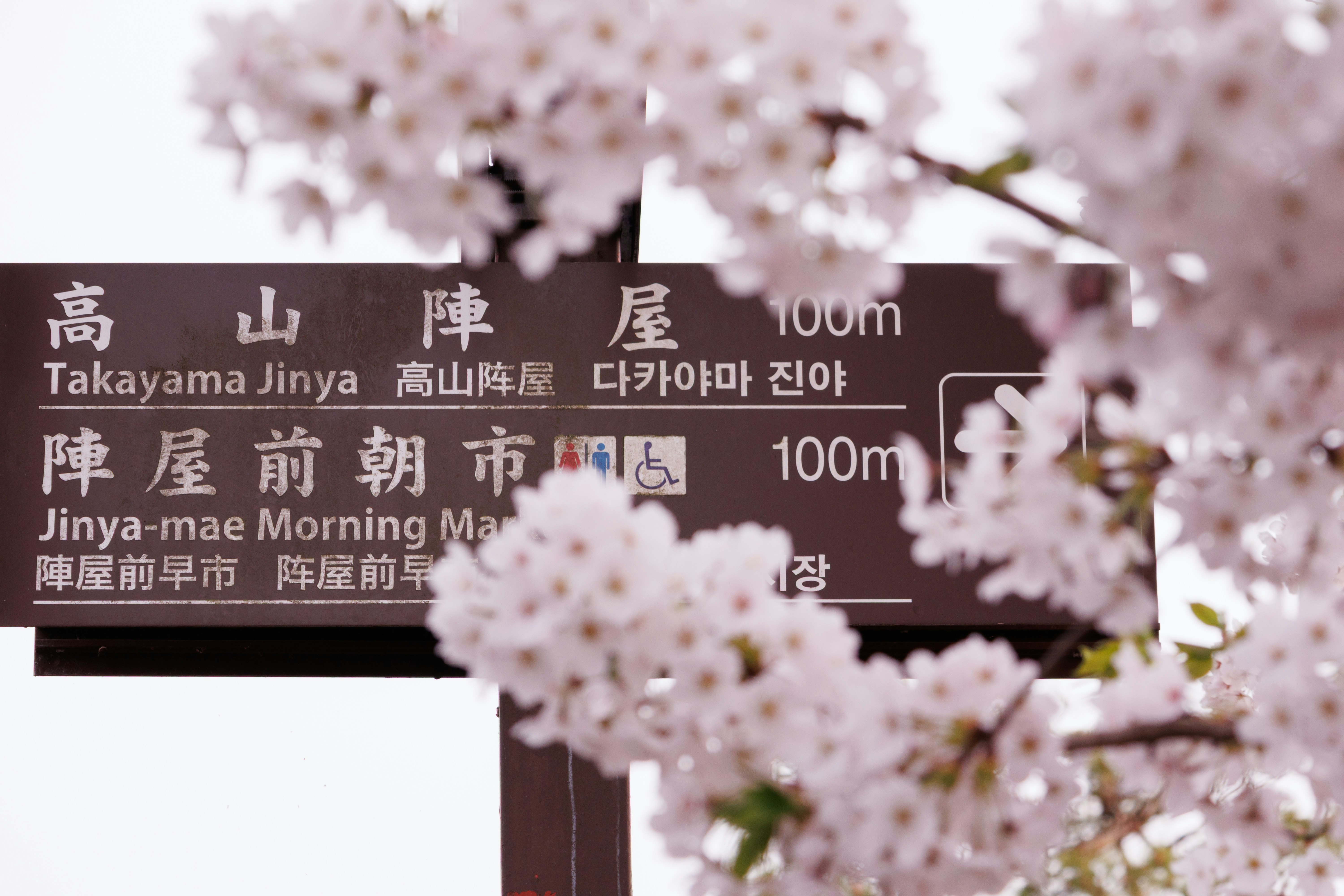 桜の花越しに並ぶ日本語・韓国語の看板