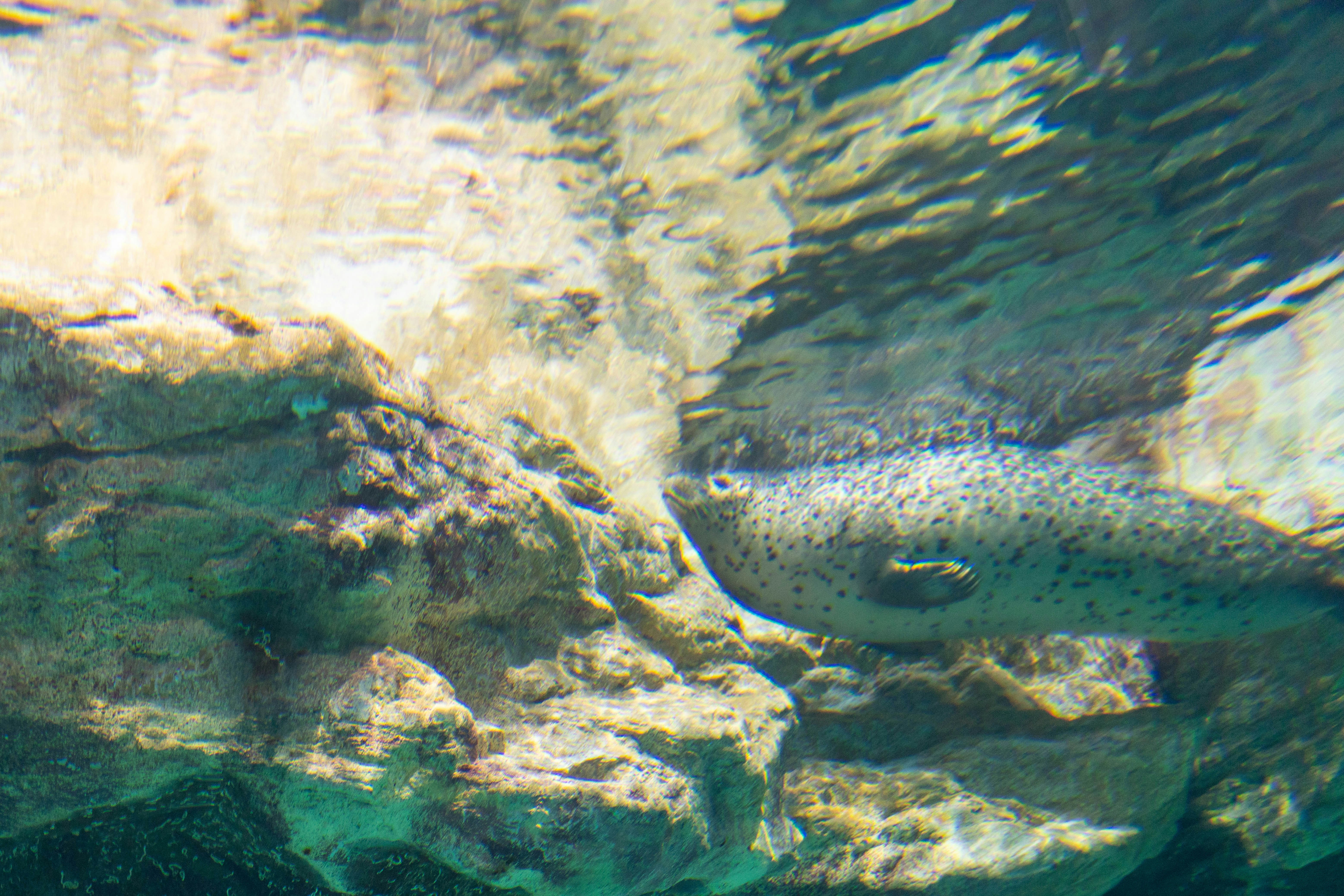 Image of a fish swimming near underwater rocks