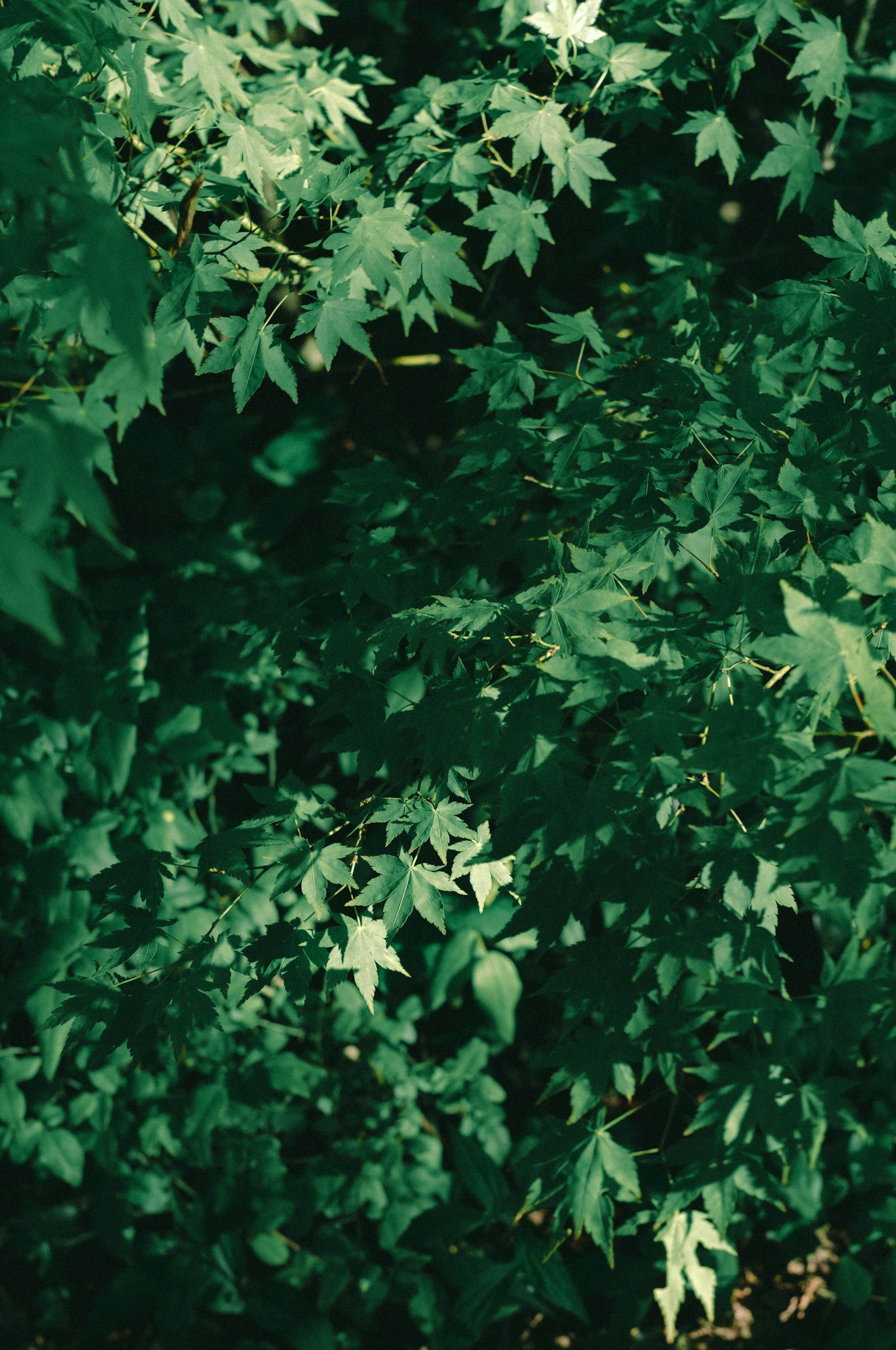 Dense green leaves in a natural setting