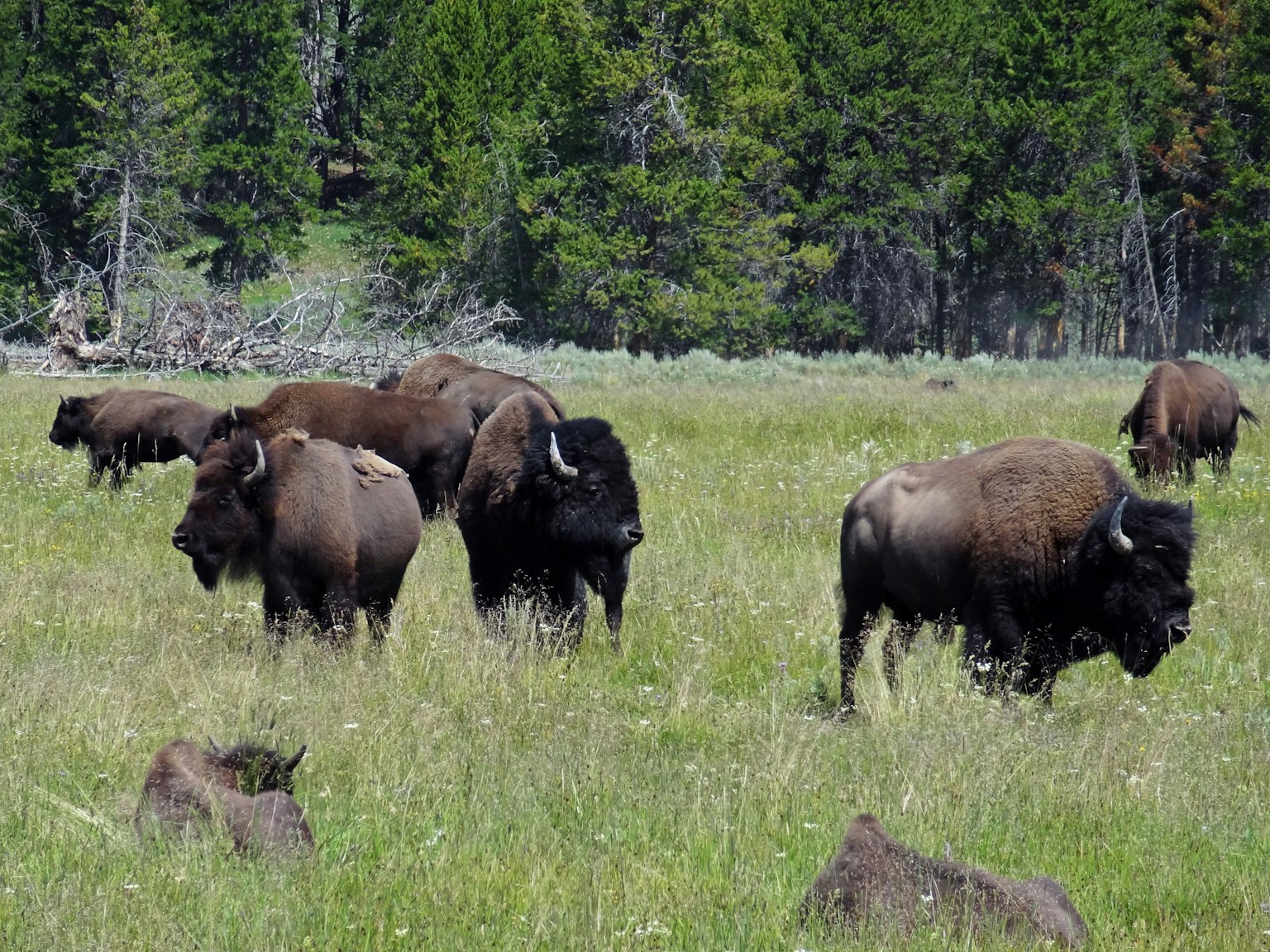 Un troupeau de bisons paissant dans une prairie avec un arrière-plan forestier