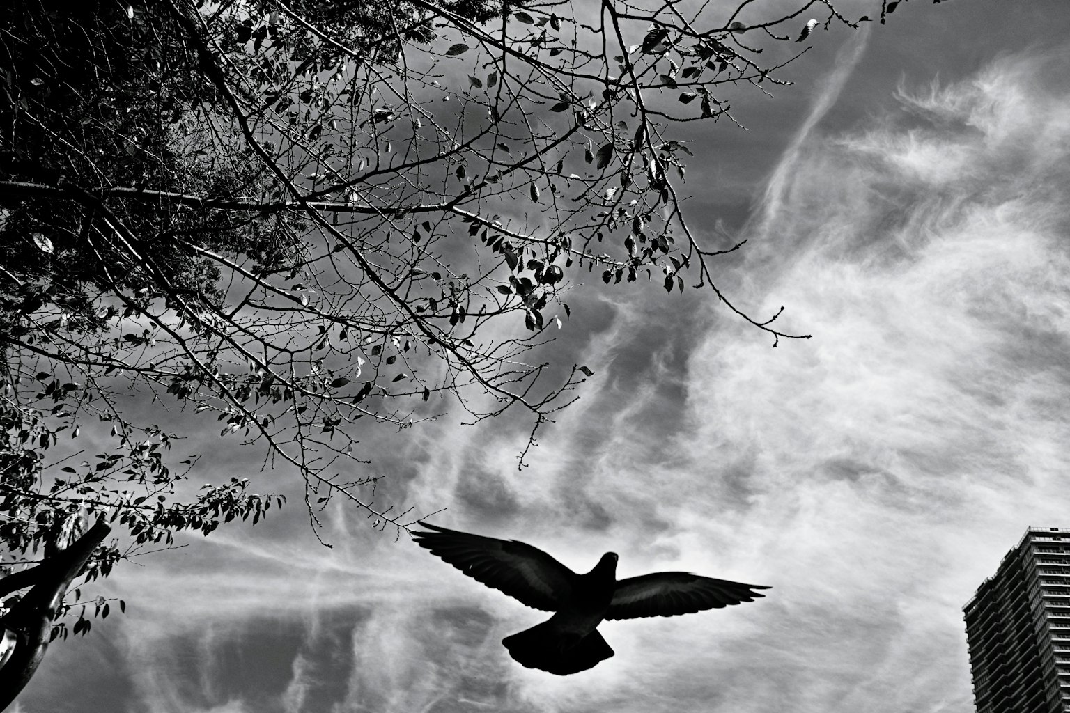 Un pájaro negro volando contra un fondo de nubes y ramas
