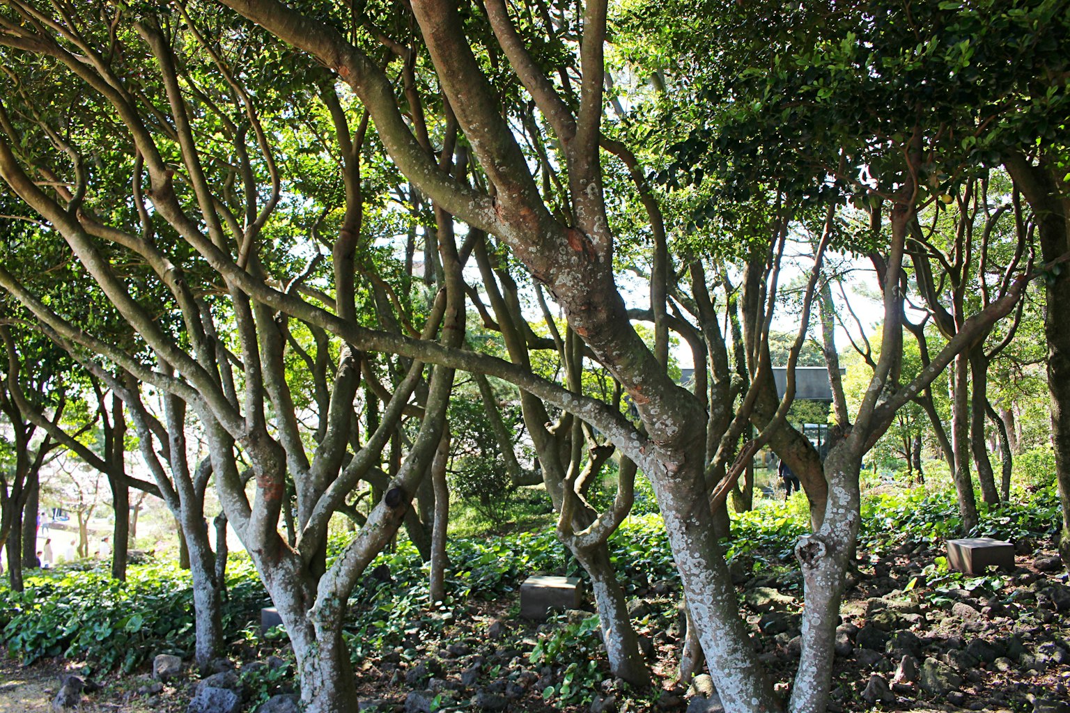 Lush greenery with intricately twisted tree trunks and branches