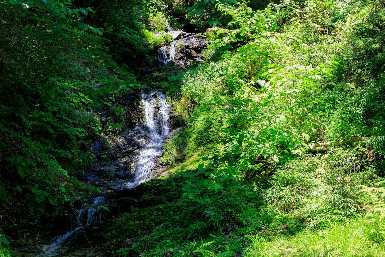 Vue pittoresque d'un petit ruisseau traversant une forêt verdoyante