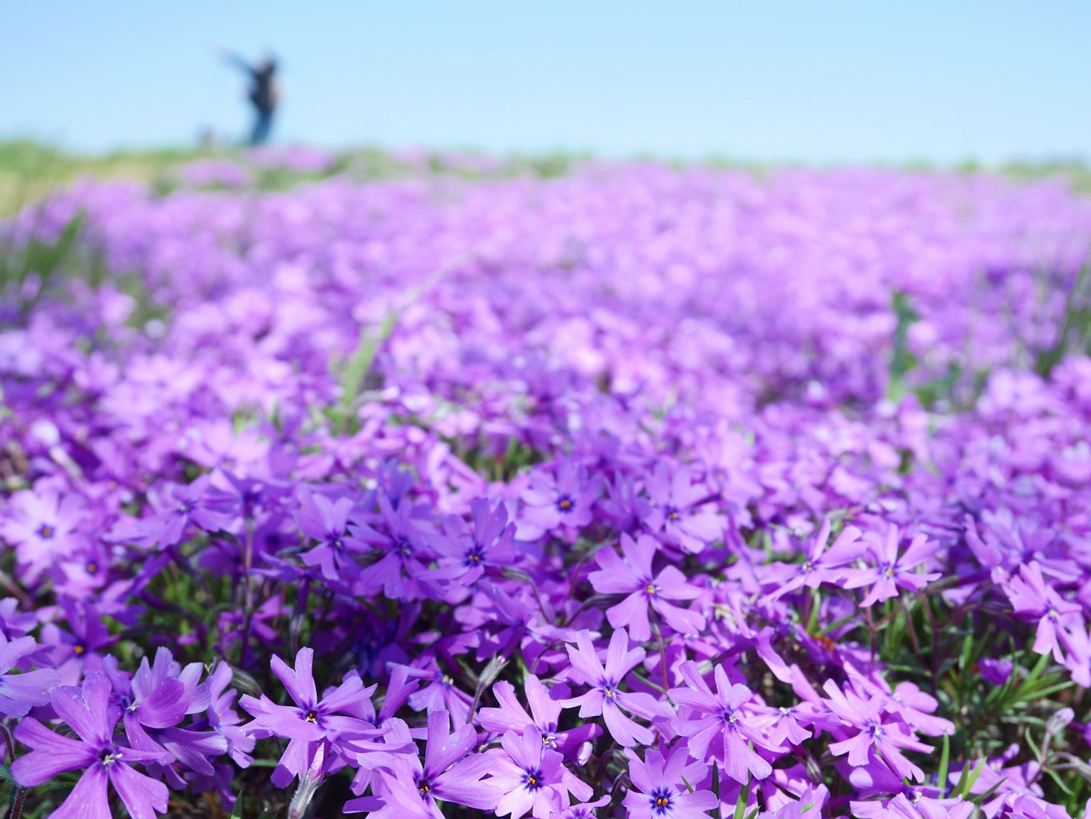 Un paisaje lleno de flores moradas bajo un cielo azul claro