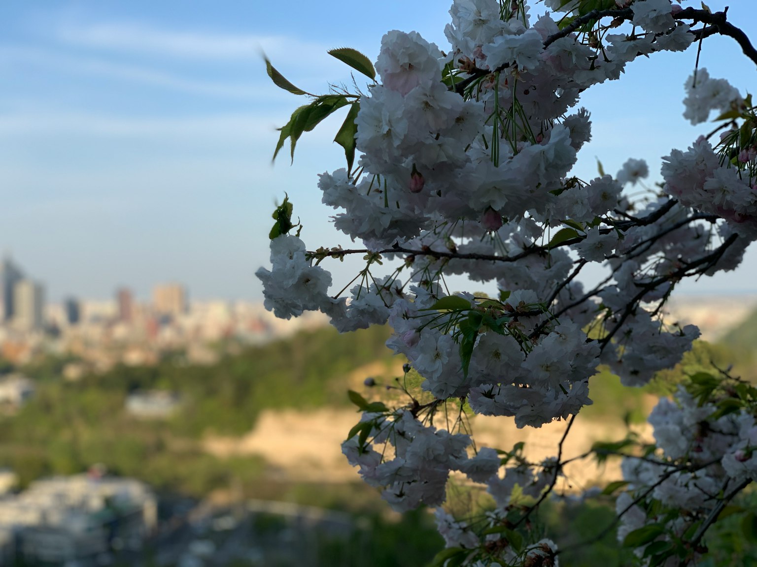 Kirschblüten in voller Blüte mit einer Stadtsilhouette im Hintergrund