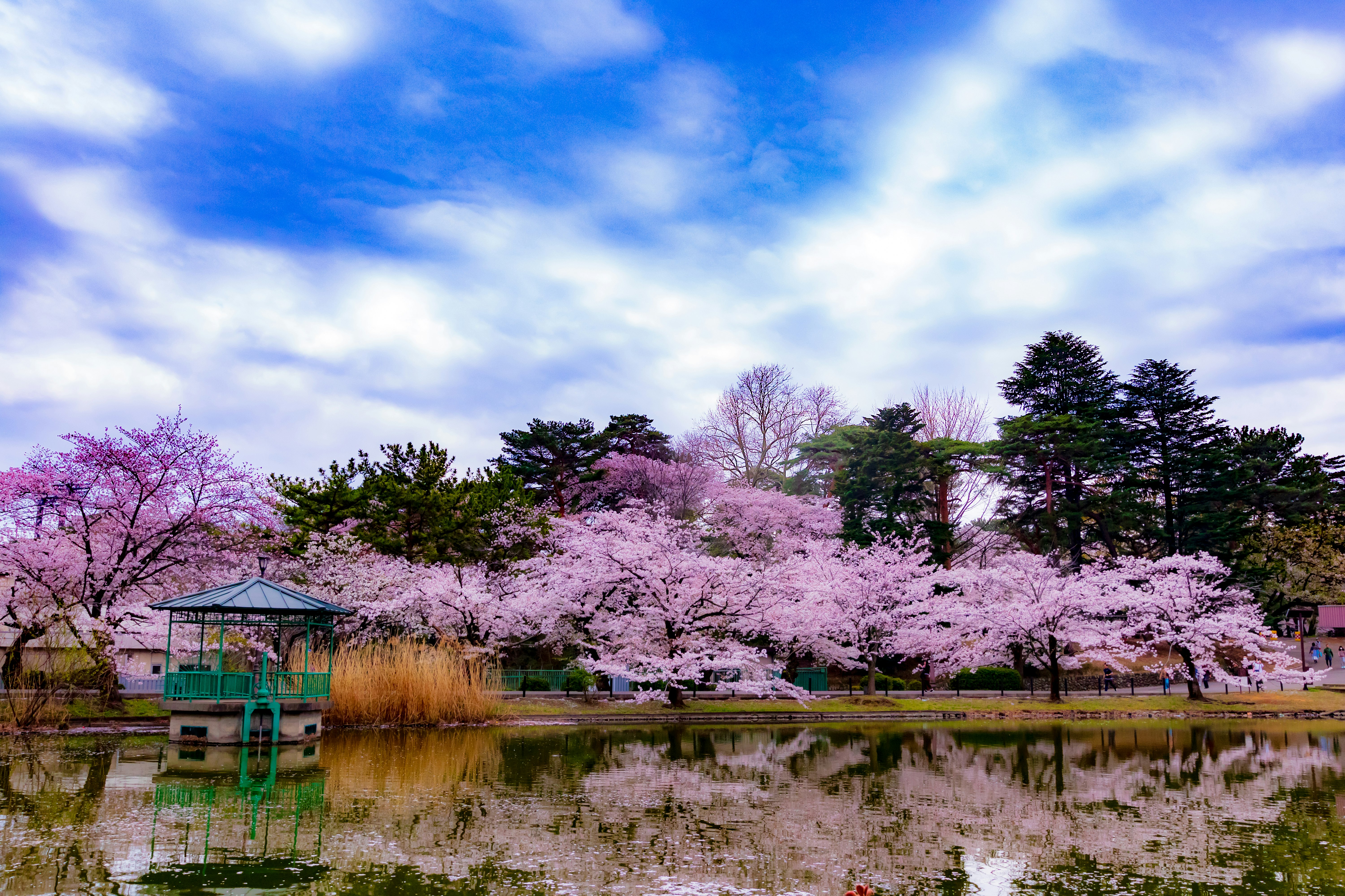 大宮公園の池に映る桜並木と春の青空