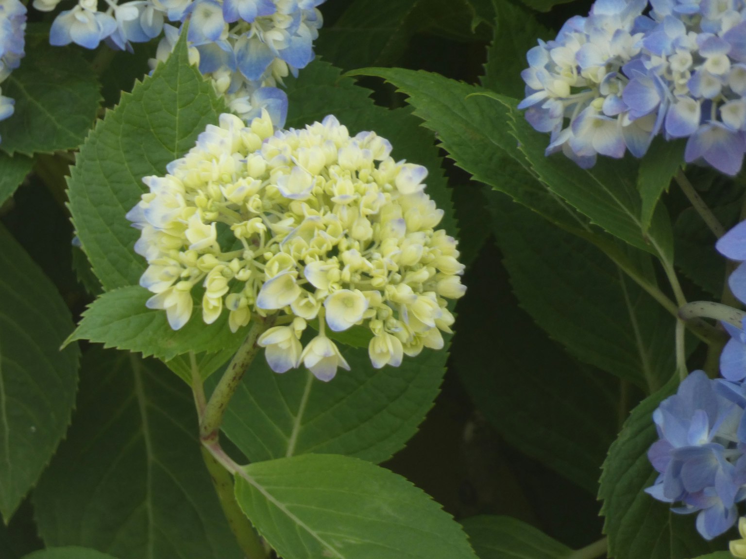 Büschel weißer Blumen umgeben von blauen Blumen und grünen Blättern