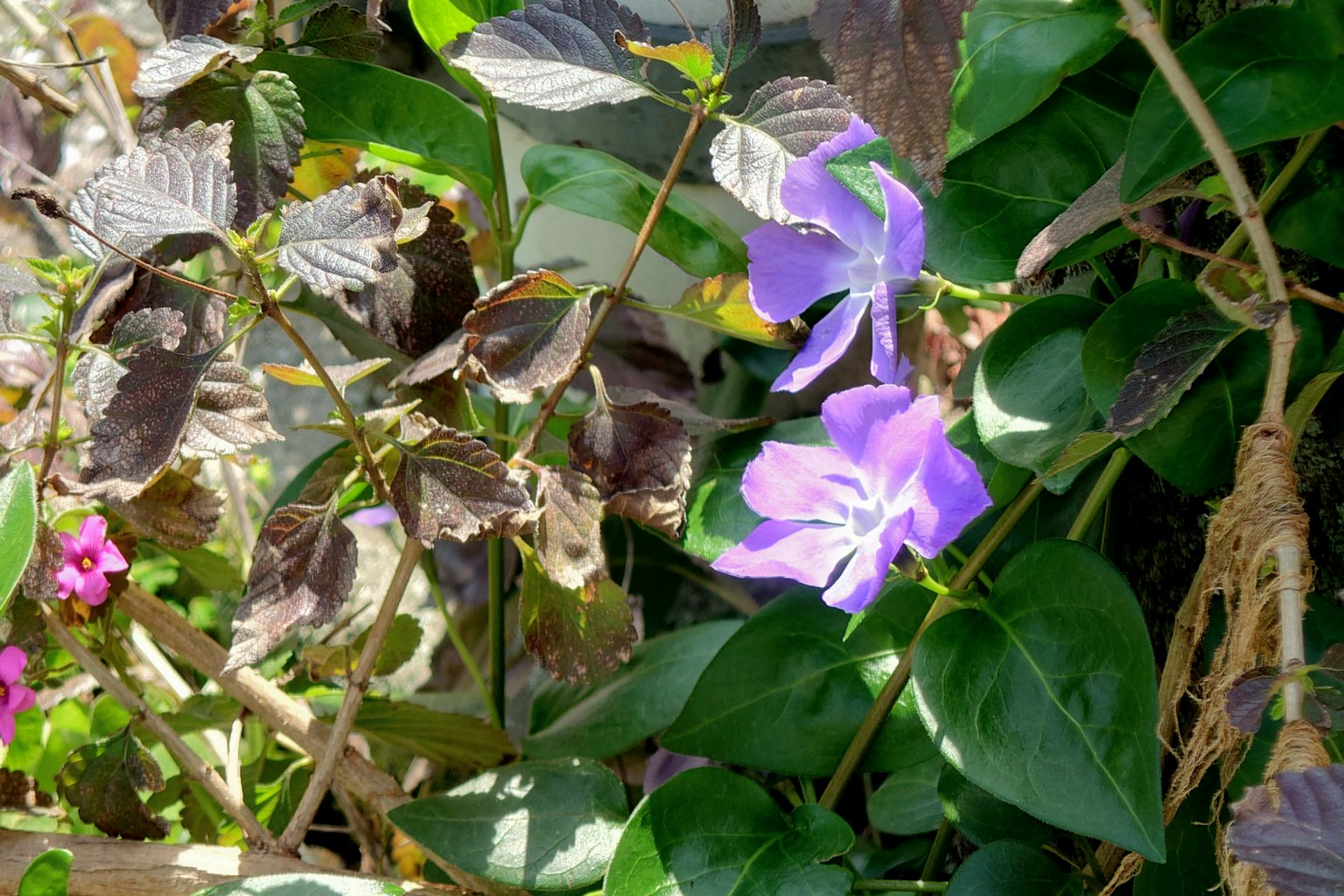 特写的植物，紫色花朵和绿色叶子