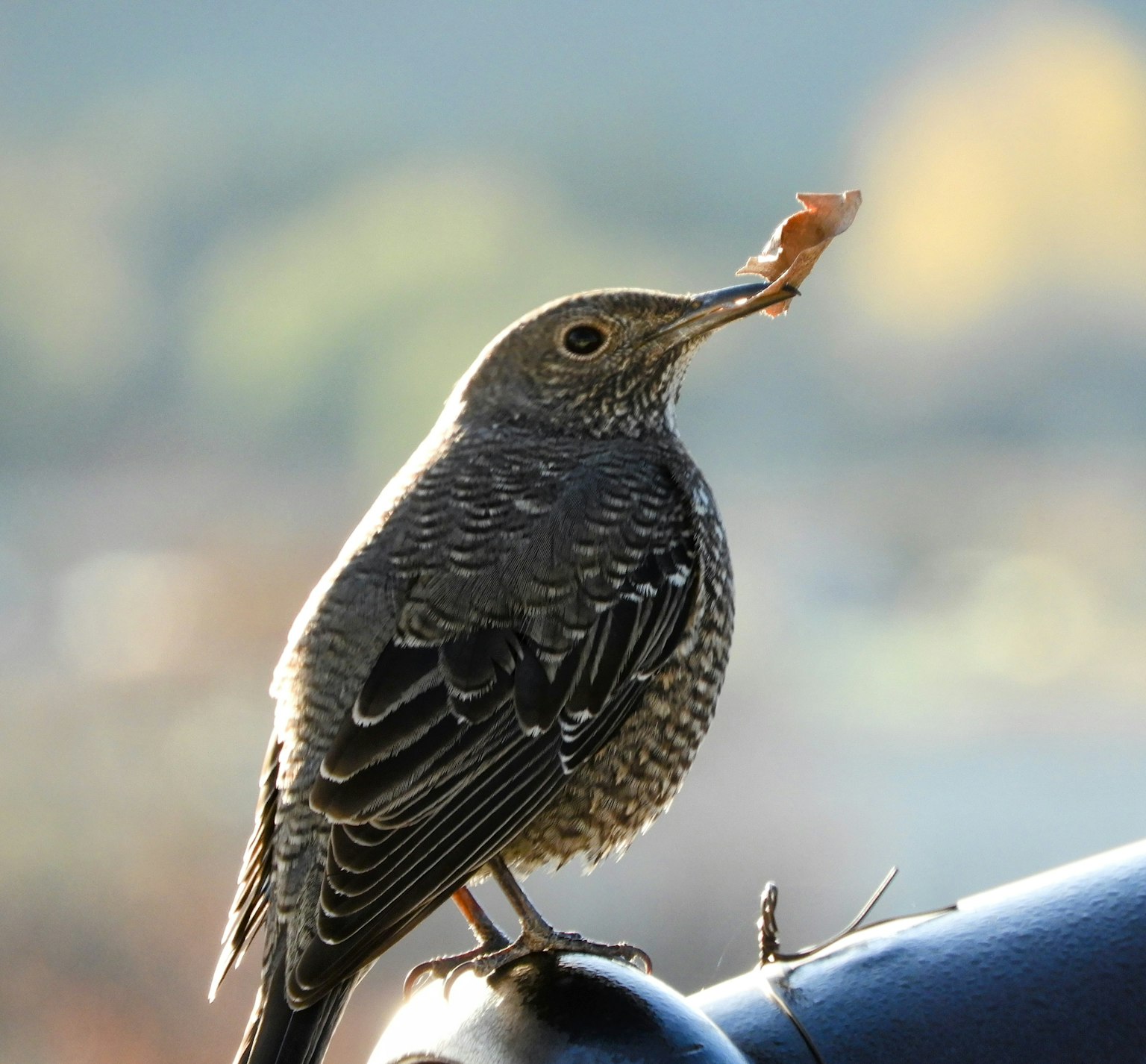 小さな鳥が葉をくわえている姿のクローズアップ