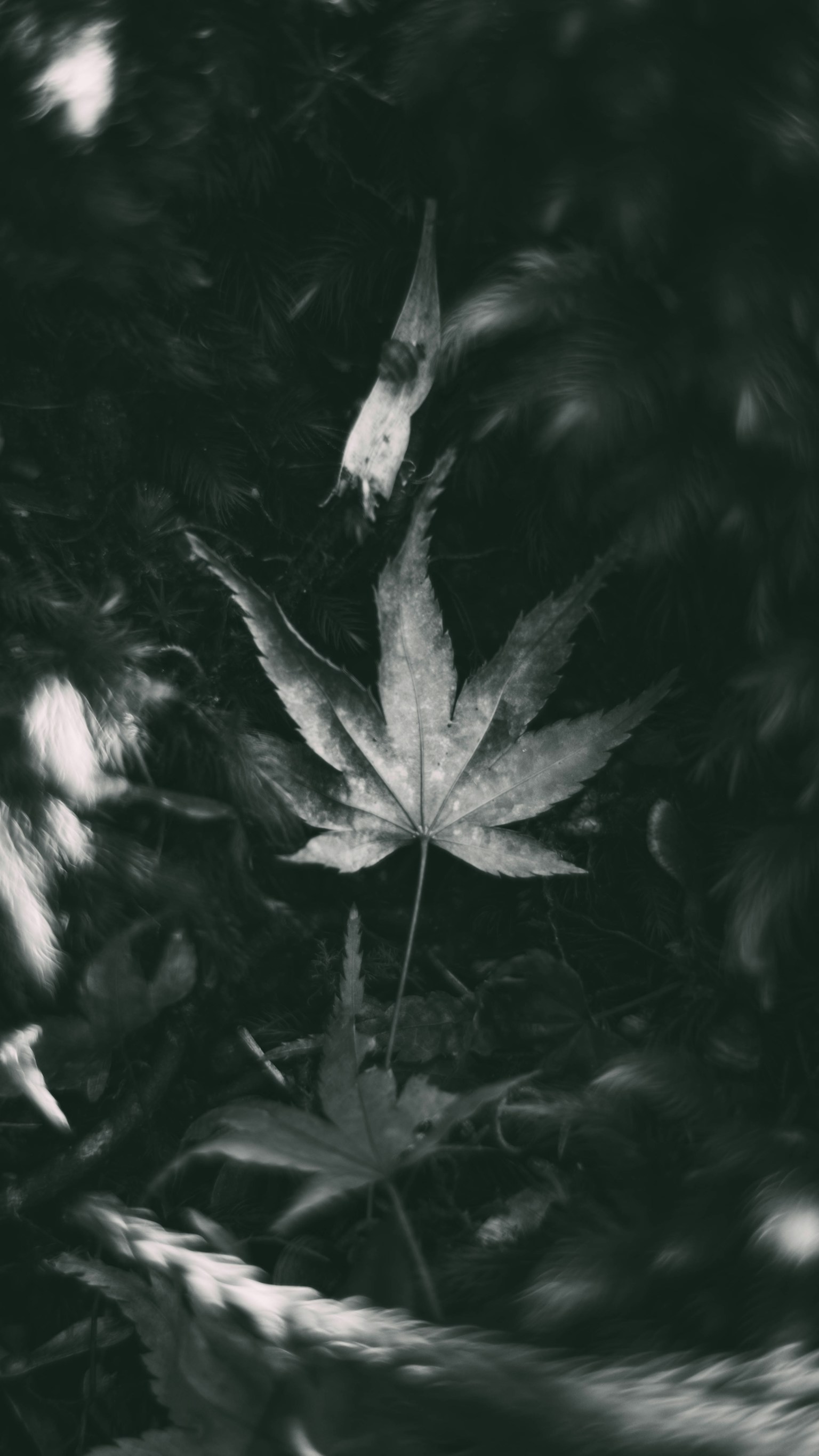 photo-KCMQorZEG8xFqn4Nxc7f-image