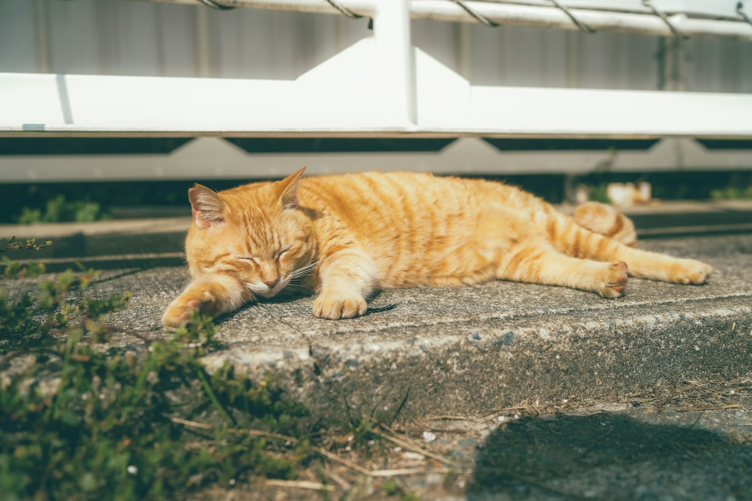 Gatto arancione sdraiato al sole