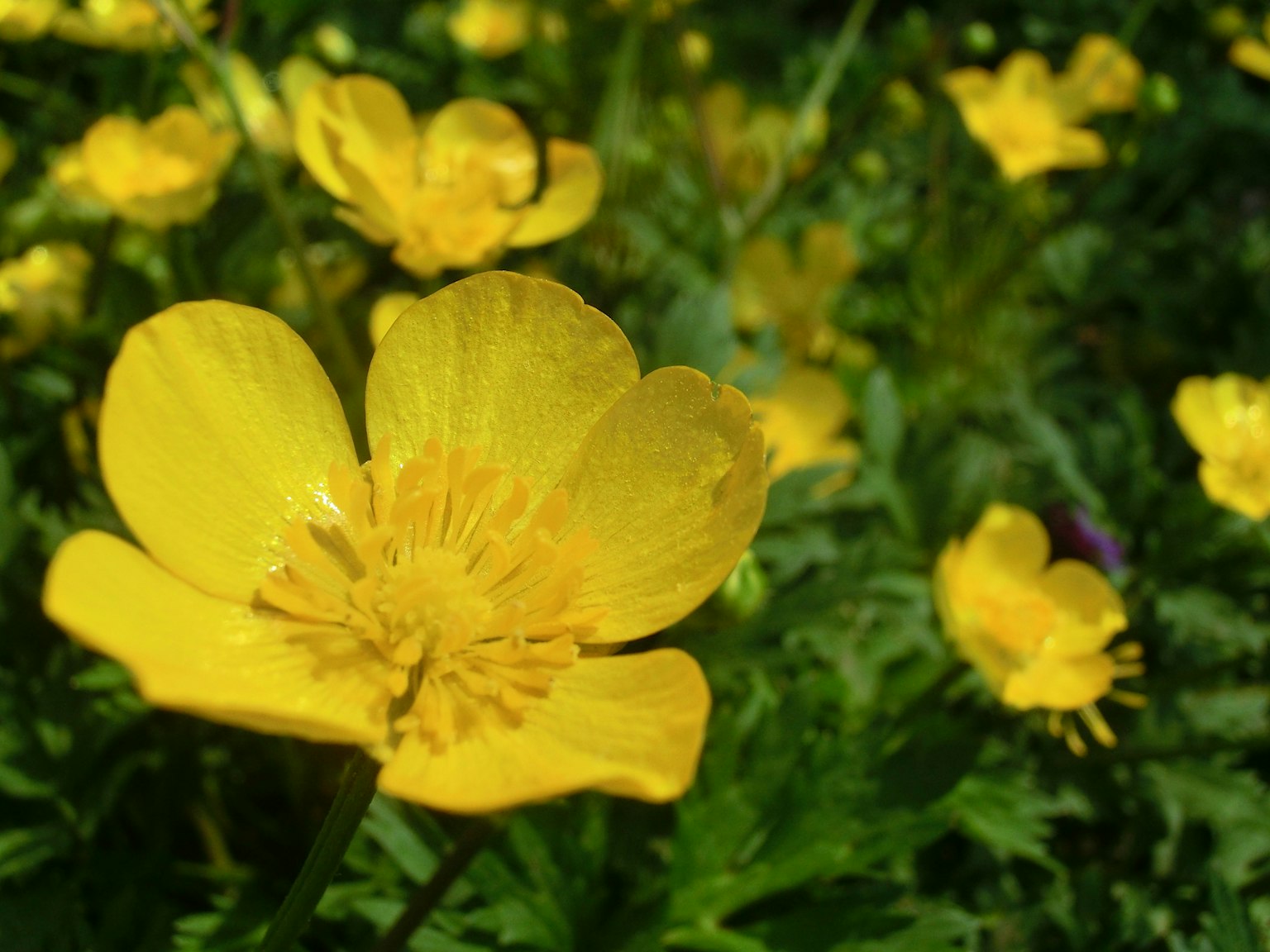 Fiori gialli vibranti che fioriscono in un campo verde