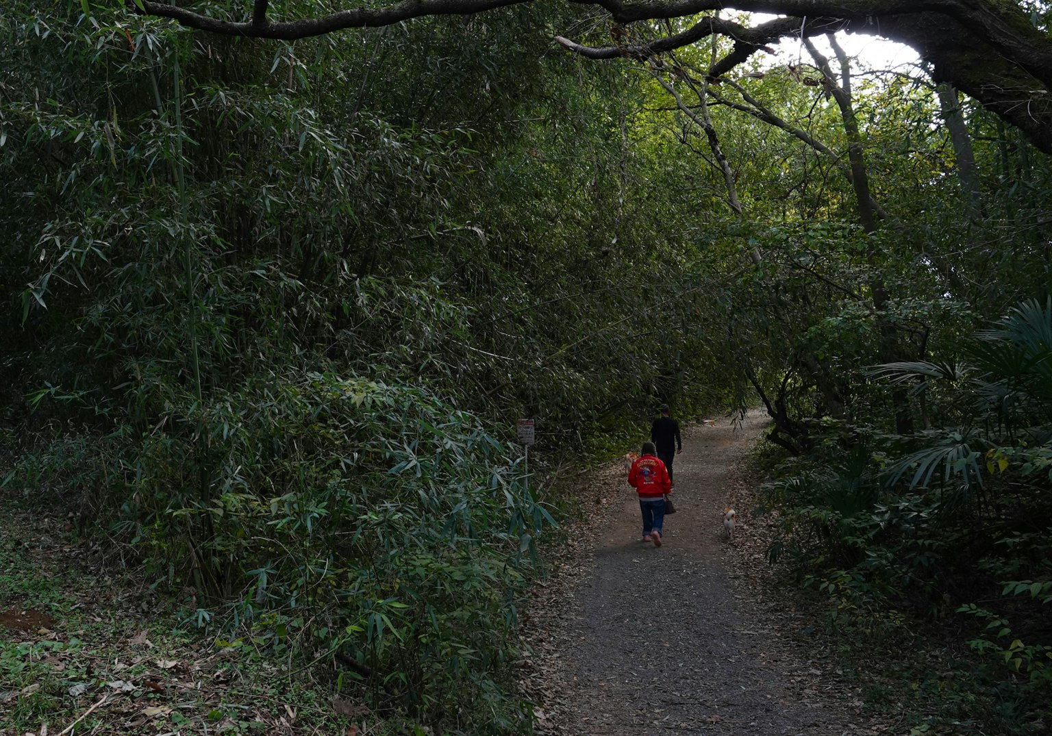 Hình bóng của cha mẹ và trẻ em đi trên con đường rừng tươi tốt