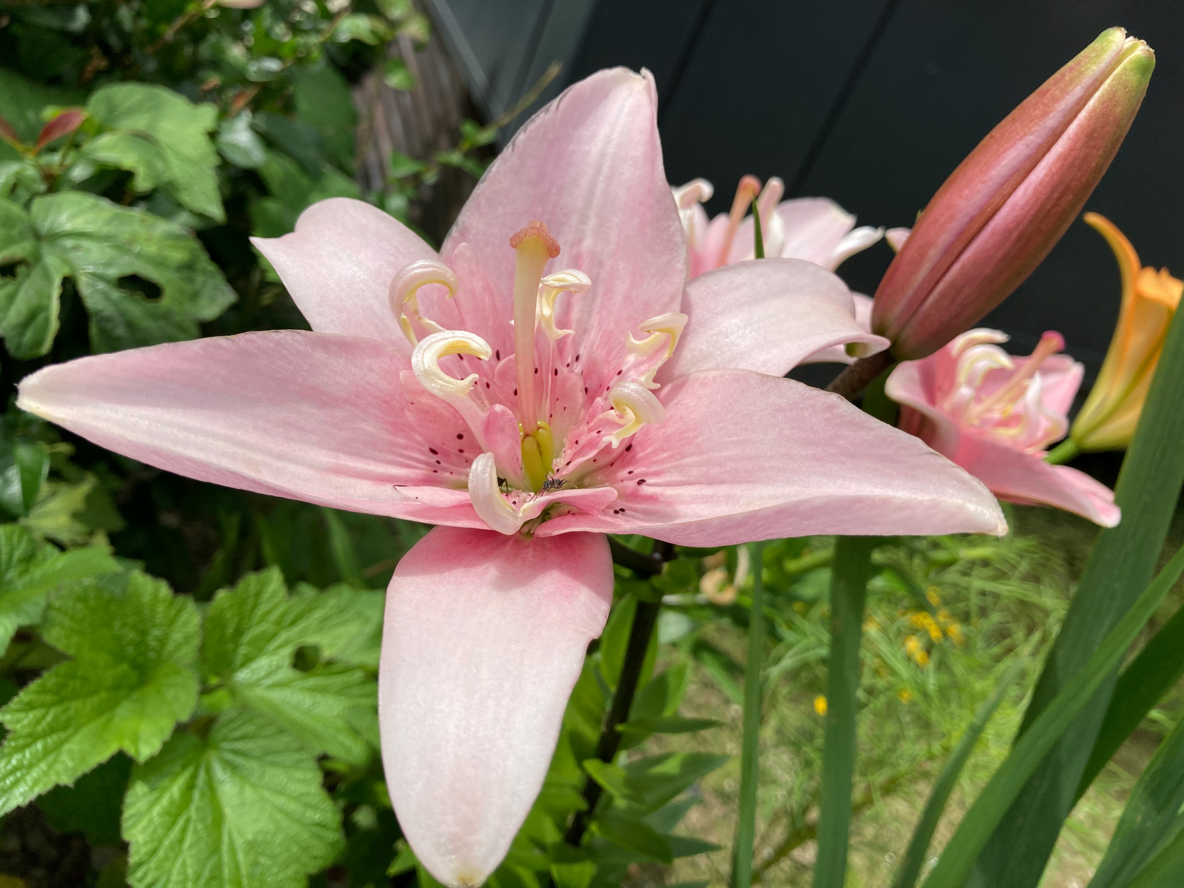 ピンクのユリの花が咲く庭の花壇のクローズアップ