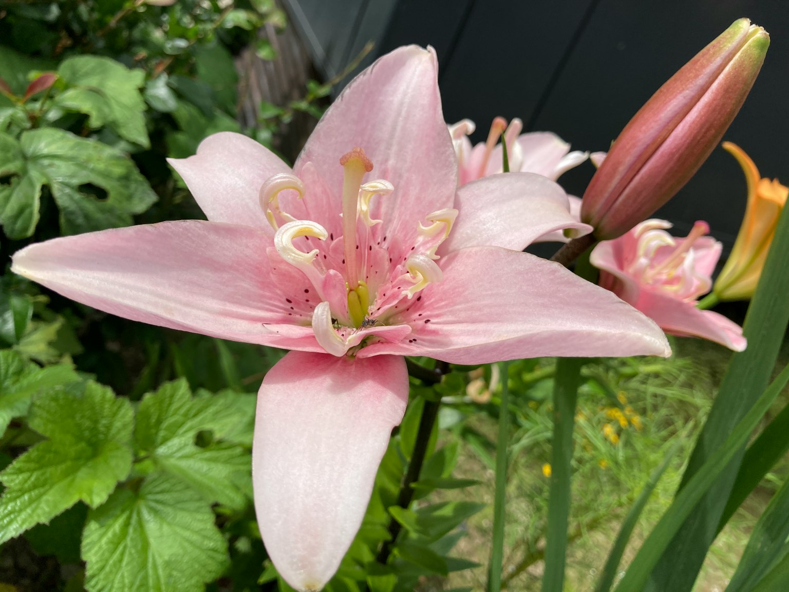 花園中的粉紅色百合花和花苞