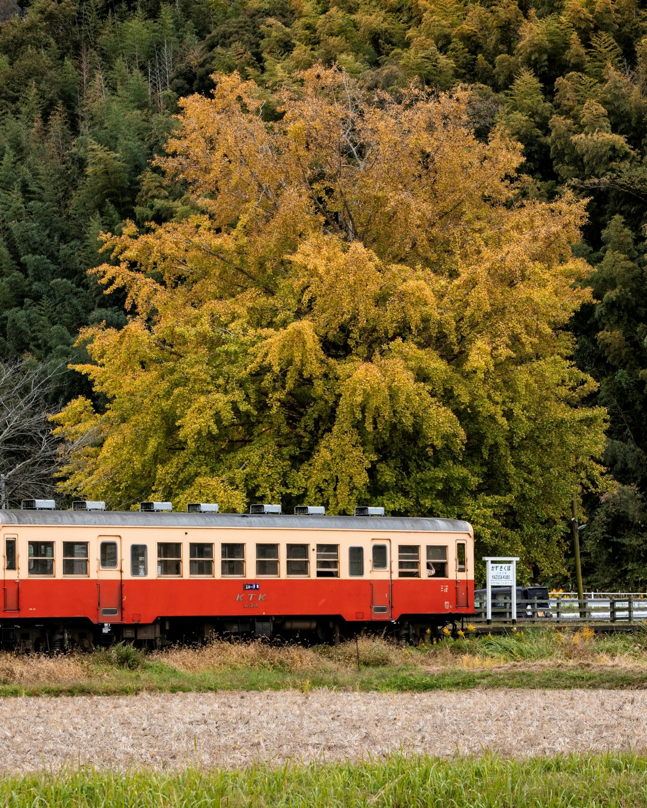 紅葉の森を走る赤い列車の車両