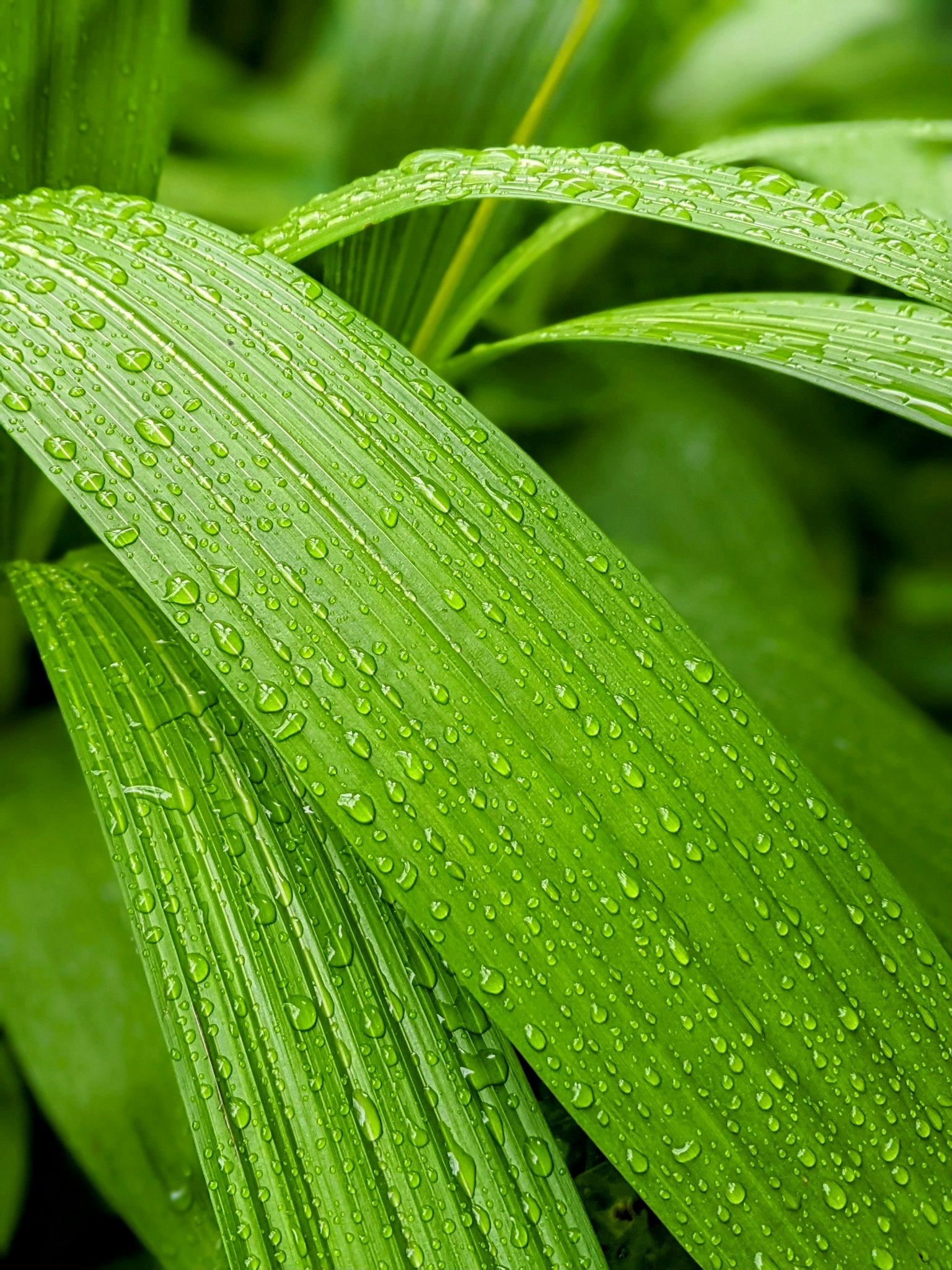 Primo piano di foglie verdi con gocce d'acqua