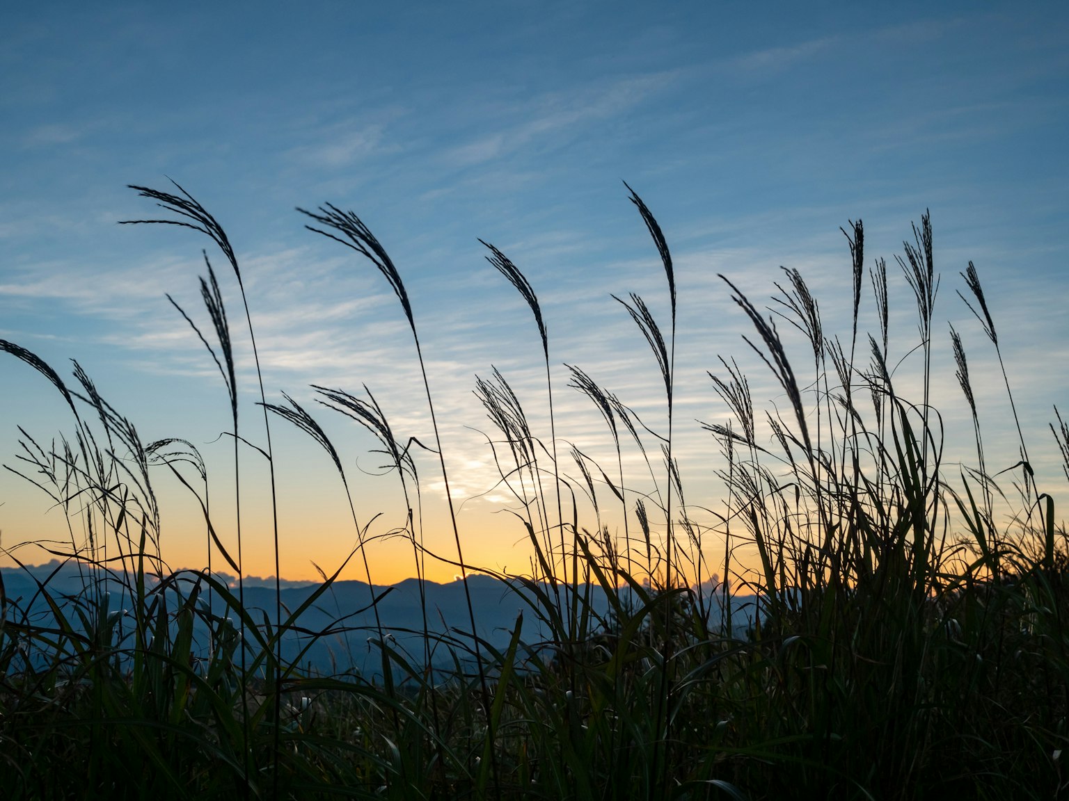 Siluet rumput melawan langit senja