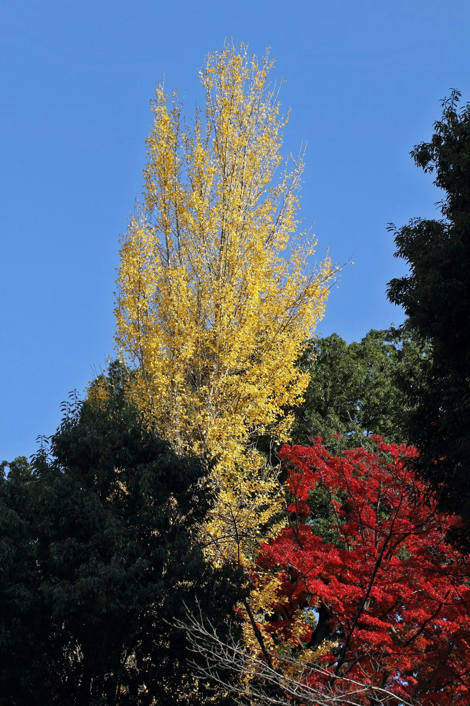 Alto árbol de ginkgo amarillo contra un cielo azul claro con follaje rojo cerca