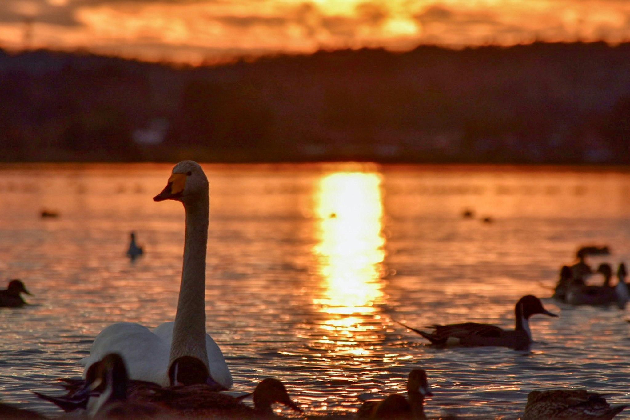 夕日に照らされた湖畔の白鳥