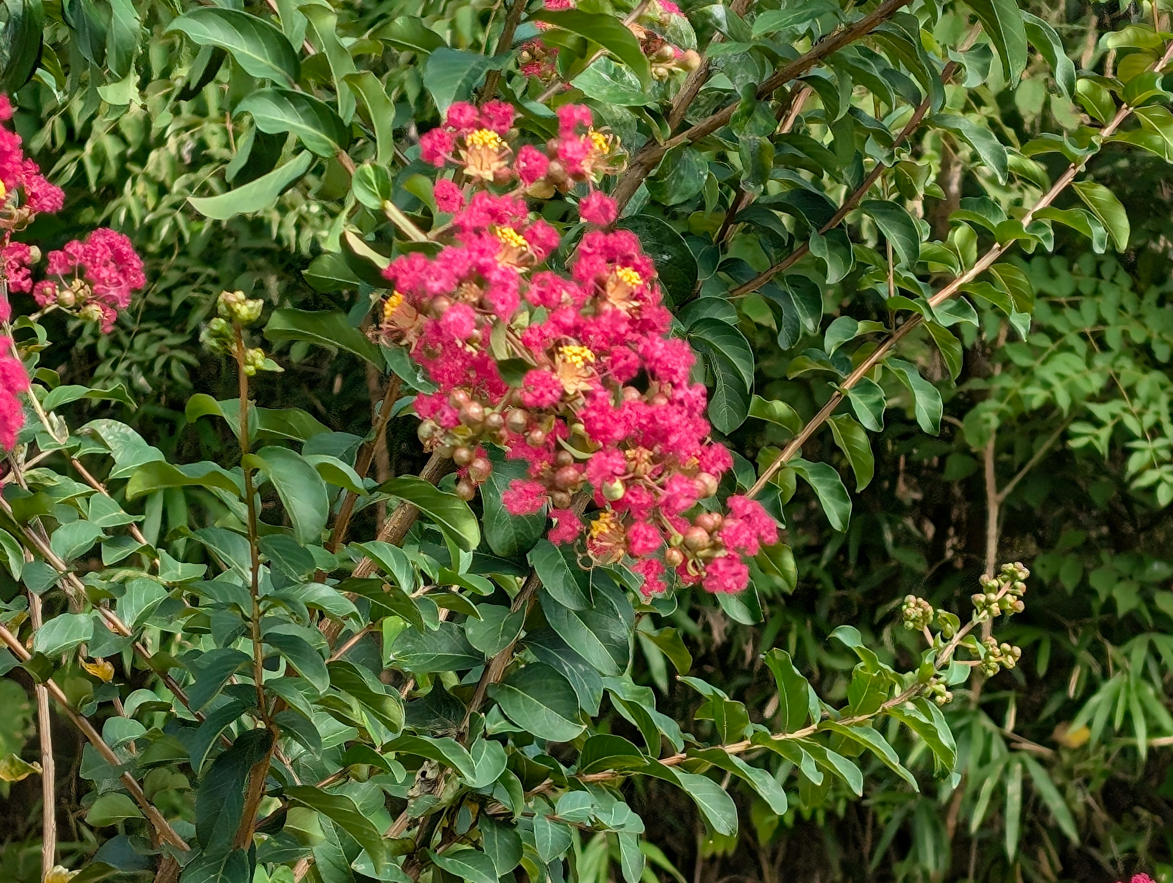 花房が咲く鮮やかな低木の枝葉