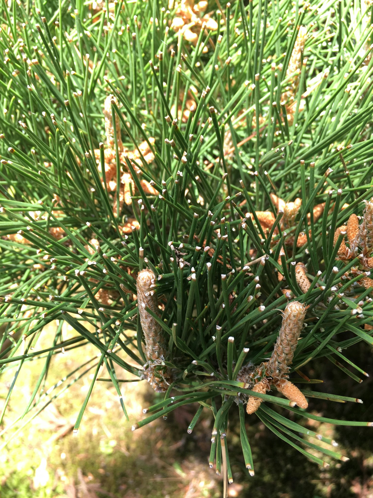 Green conifer foliage with clusters of small flowers