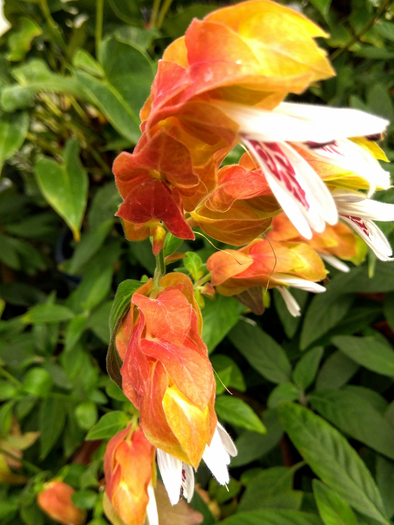 Primo piano di una pianta con fiori arancioni e bianchi vivaci