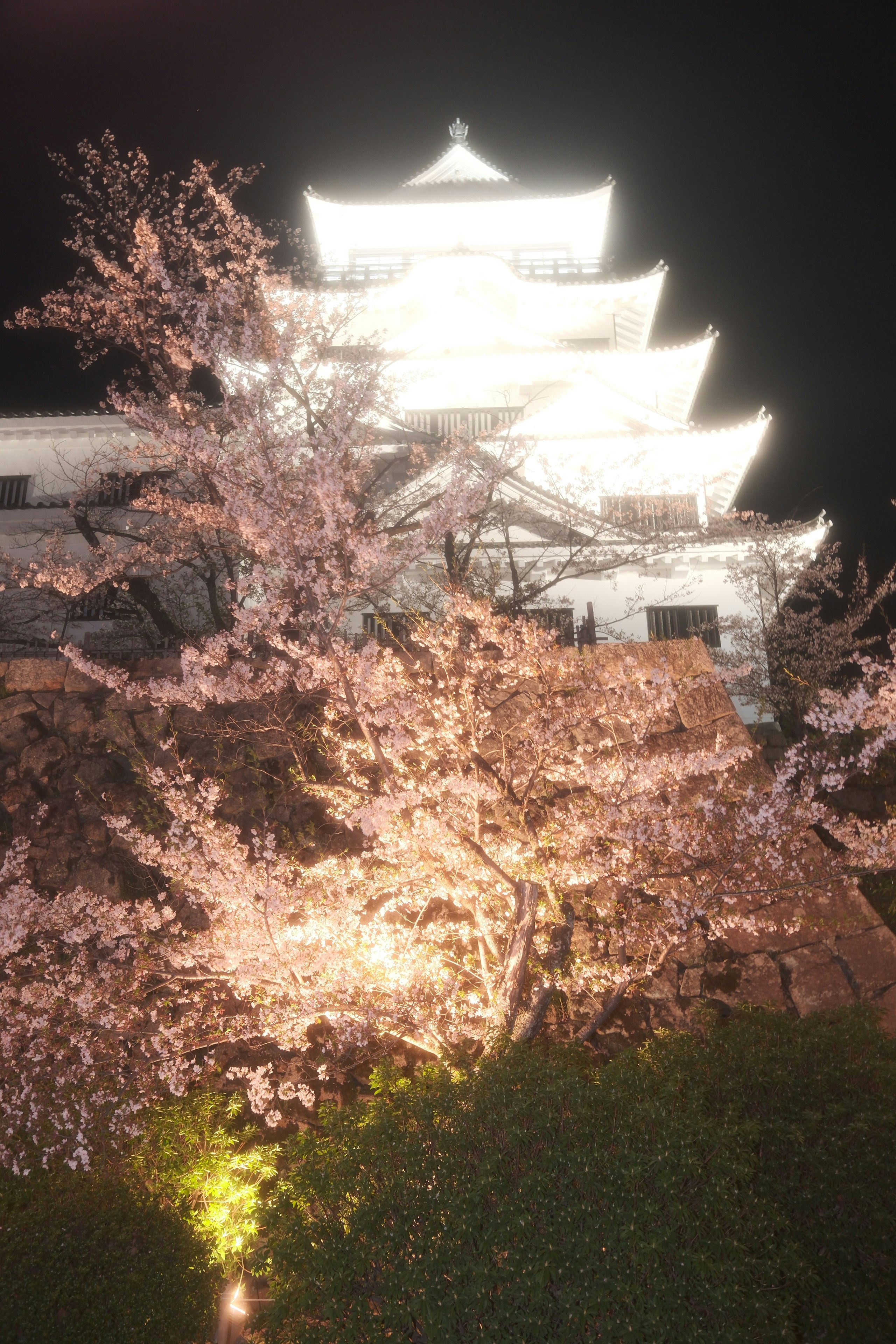 福山城の桜ライトアップと夜景