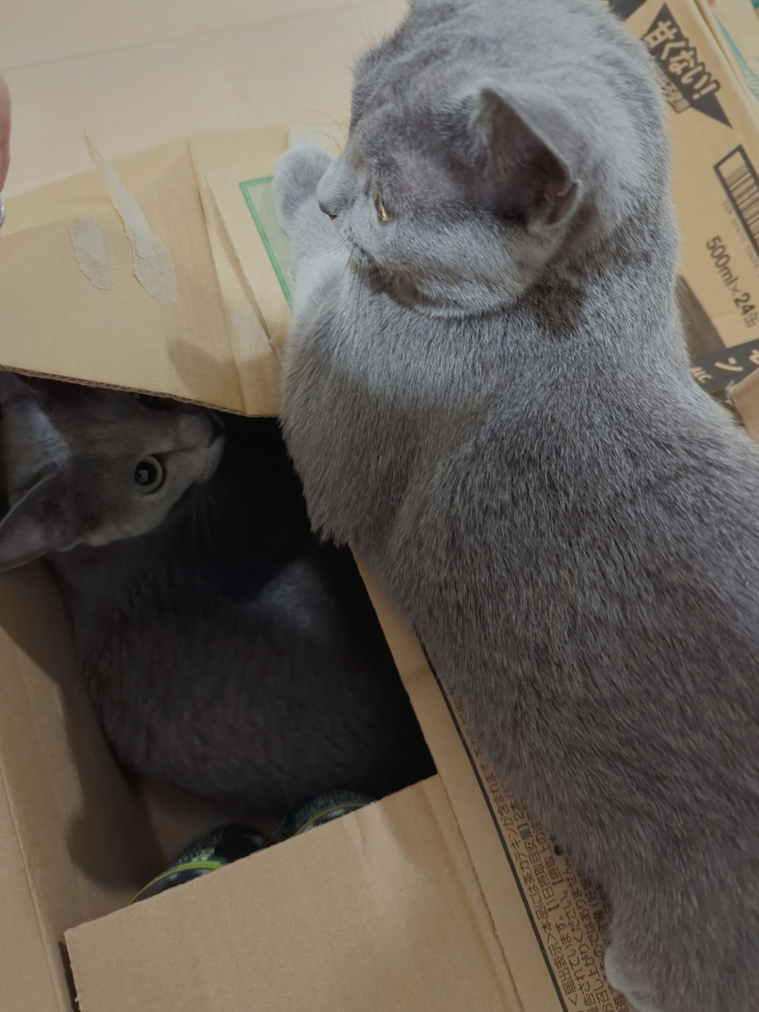 Hai con mèo xám bên trong và bên ngoài hộp giấy