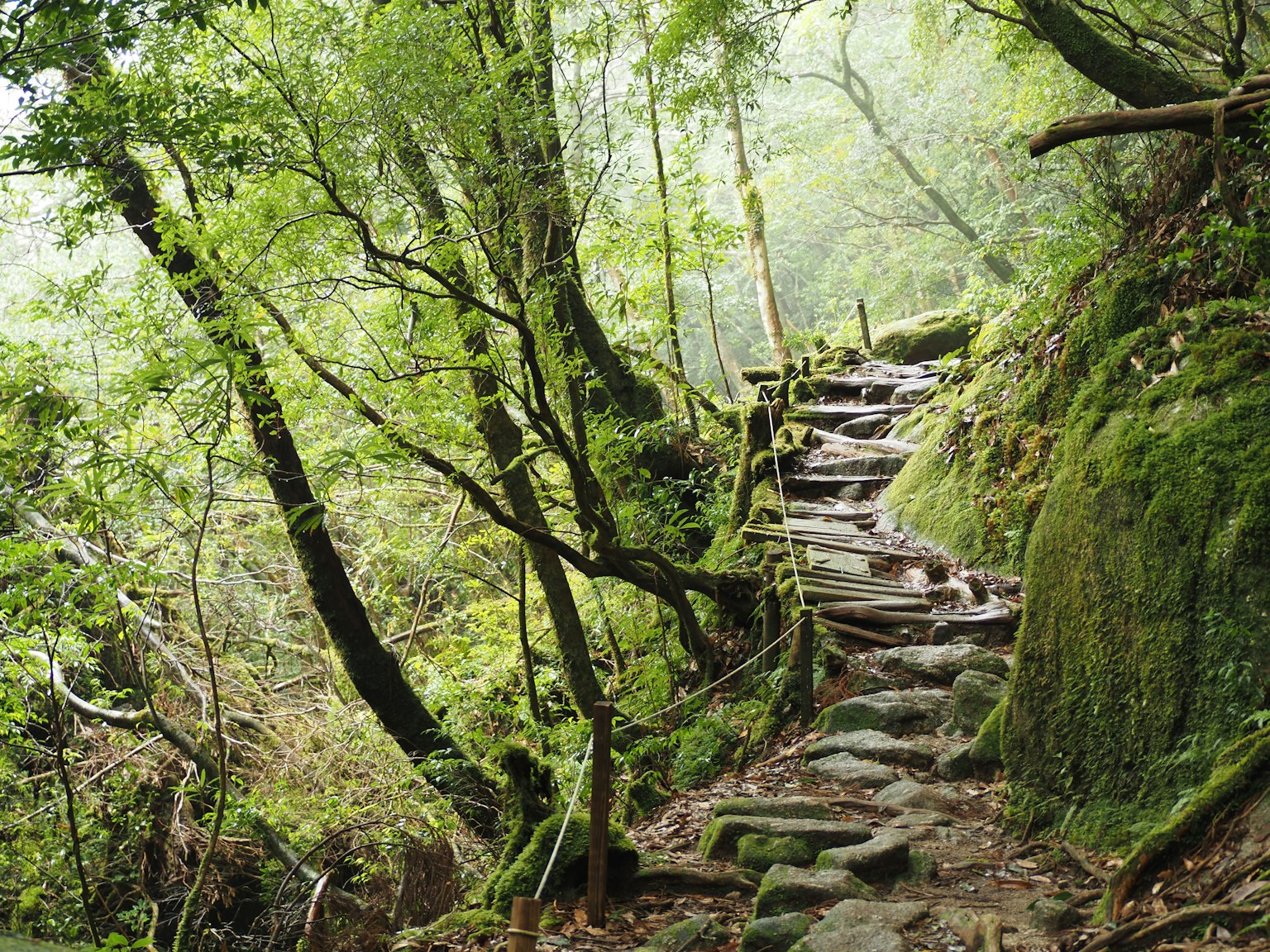 Steinige Treppen, die durch einen üppigen grünen Wald mit Bäumen führen