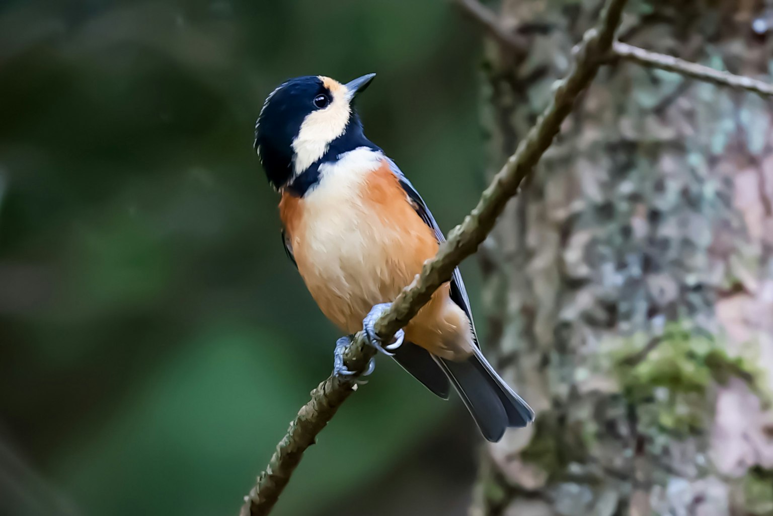 Un bel uccellino appollaiato su un ramo