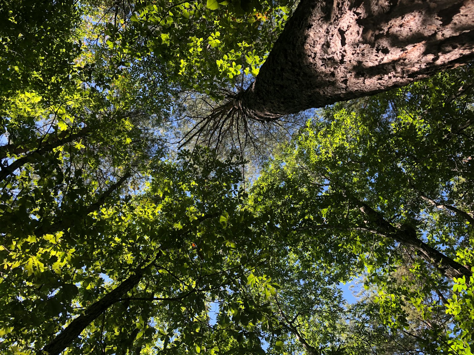 Vista di una foresta rigogliosa guardando verso il cielo attraverso gli alberi