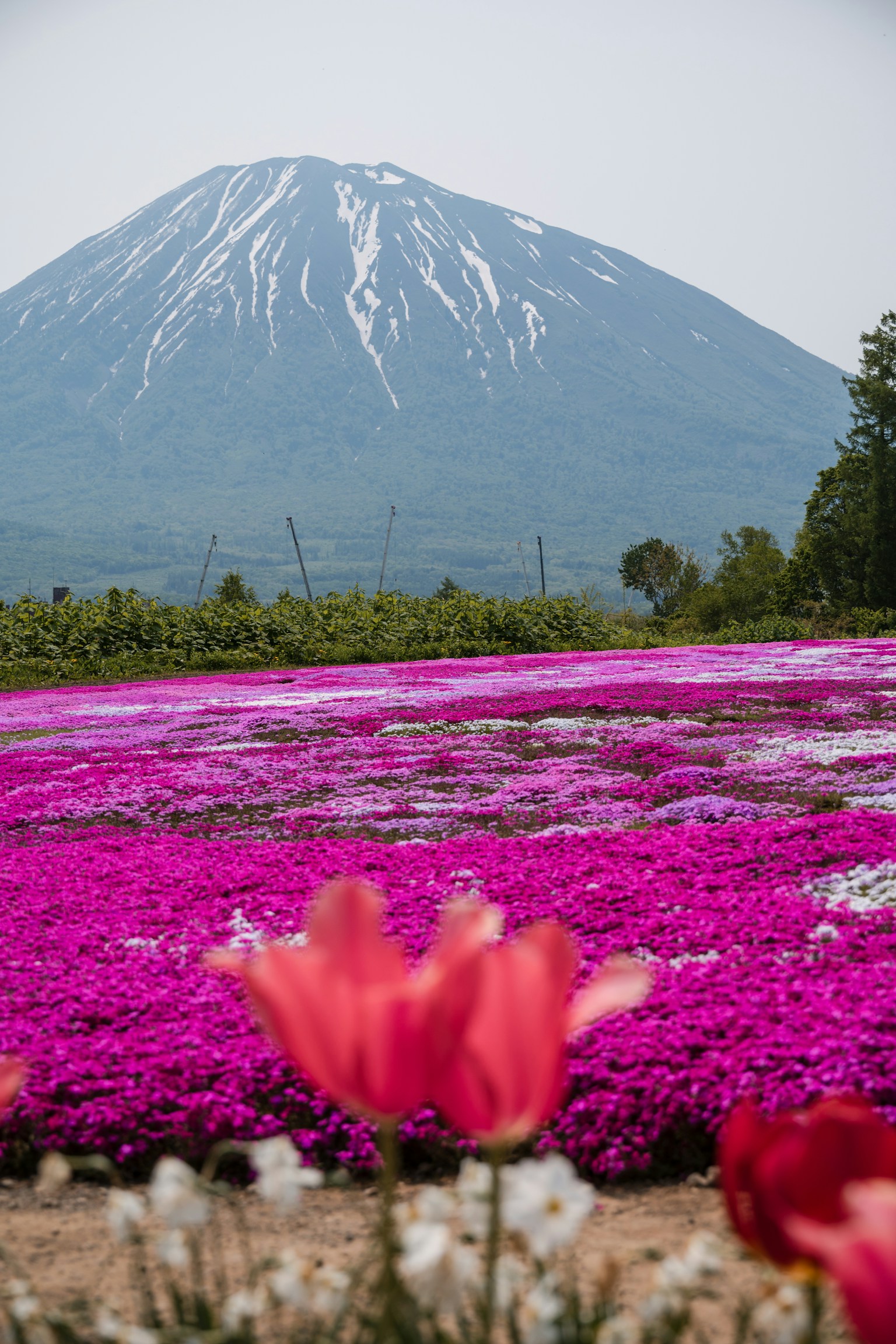 Vibrant flower field with pink blooms and snow-capped mountain in the background