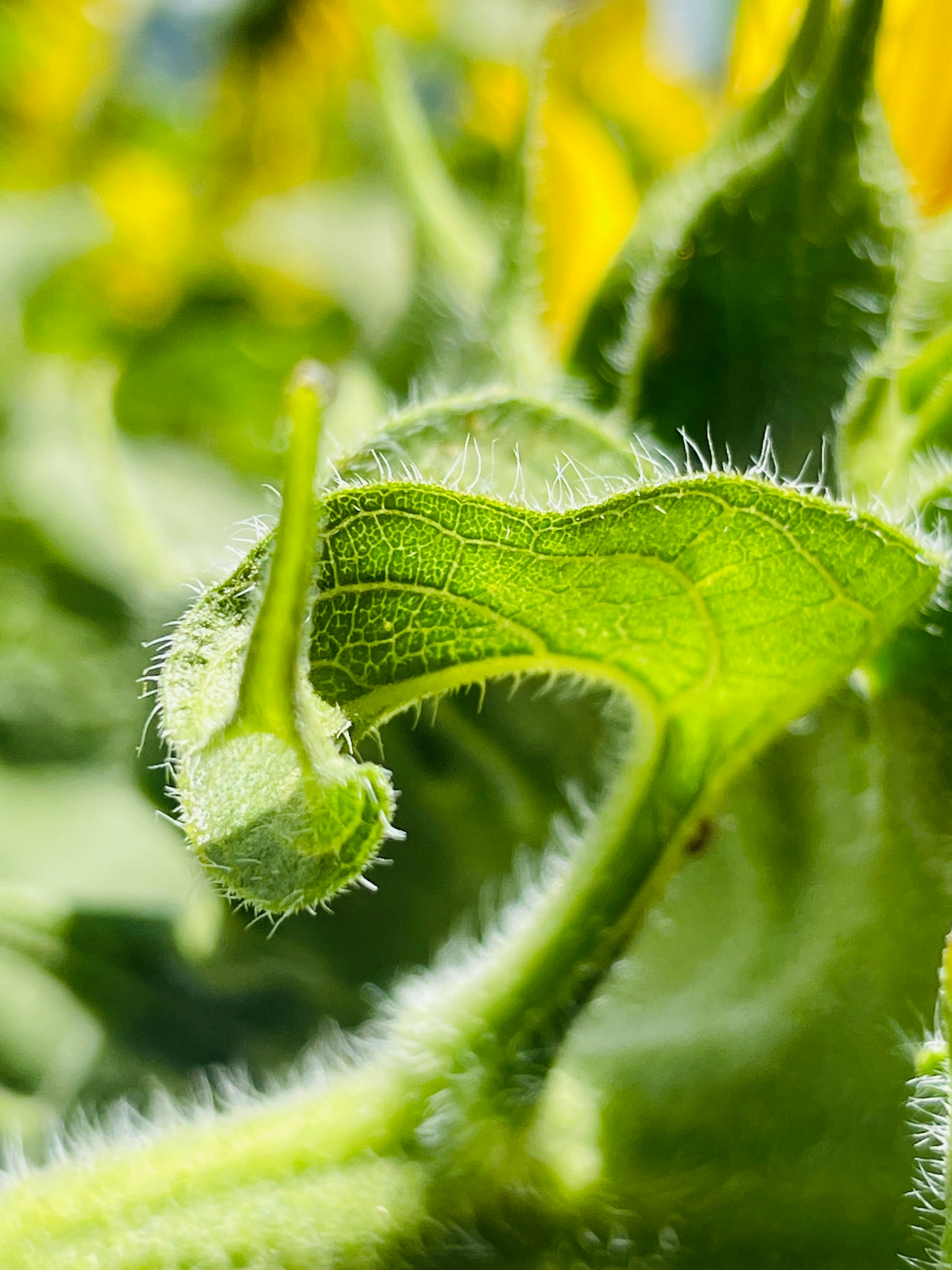 Close-up of green leaf and bud with fine hairs