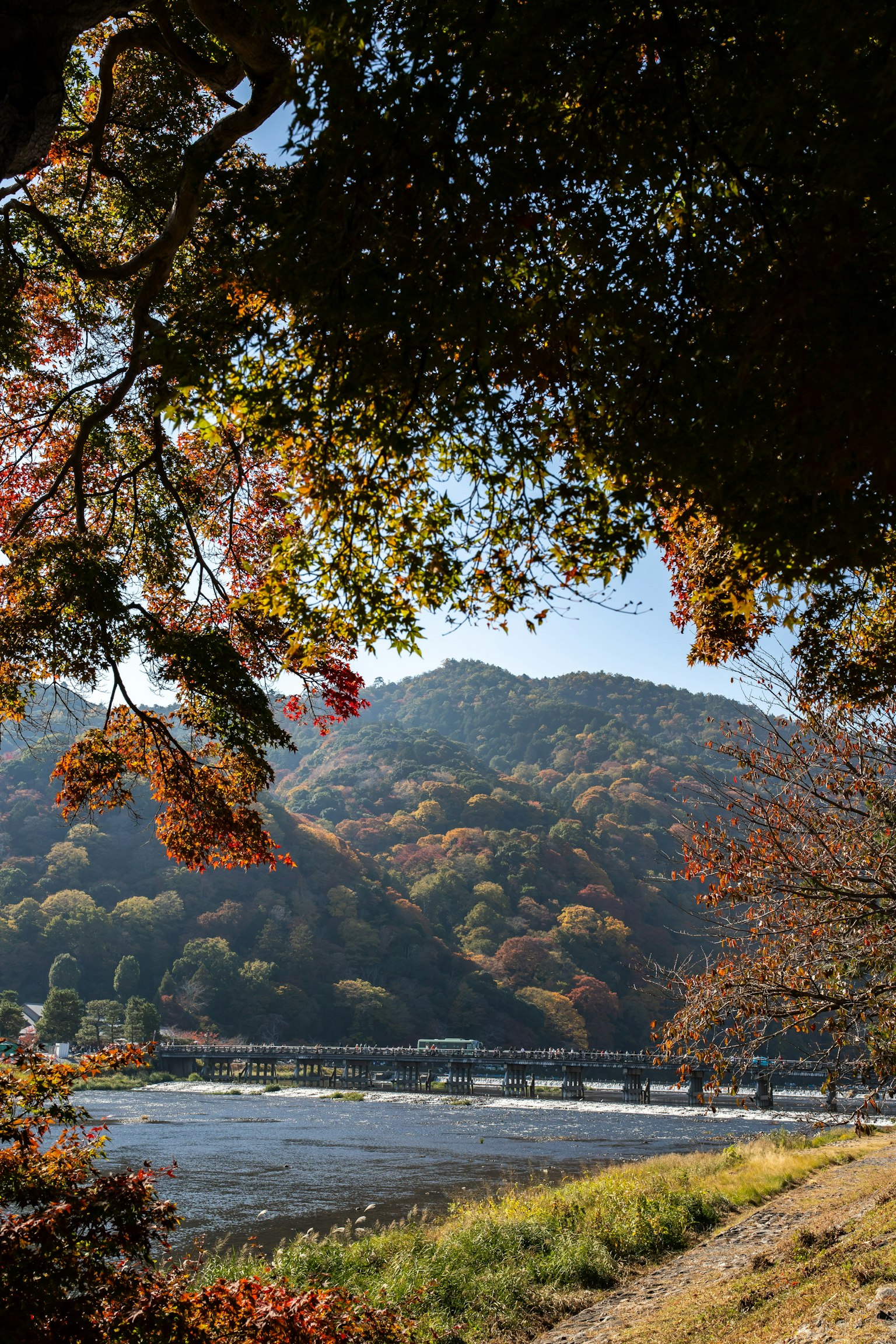 美しい秋の風景、色づいた木々と川、山々が背景にある