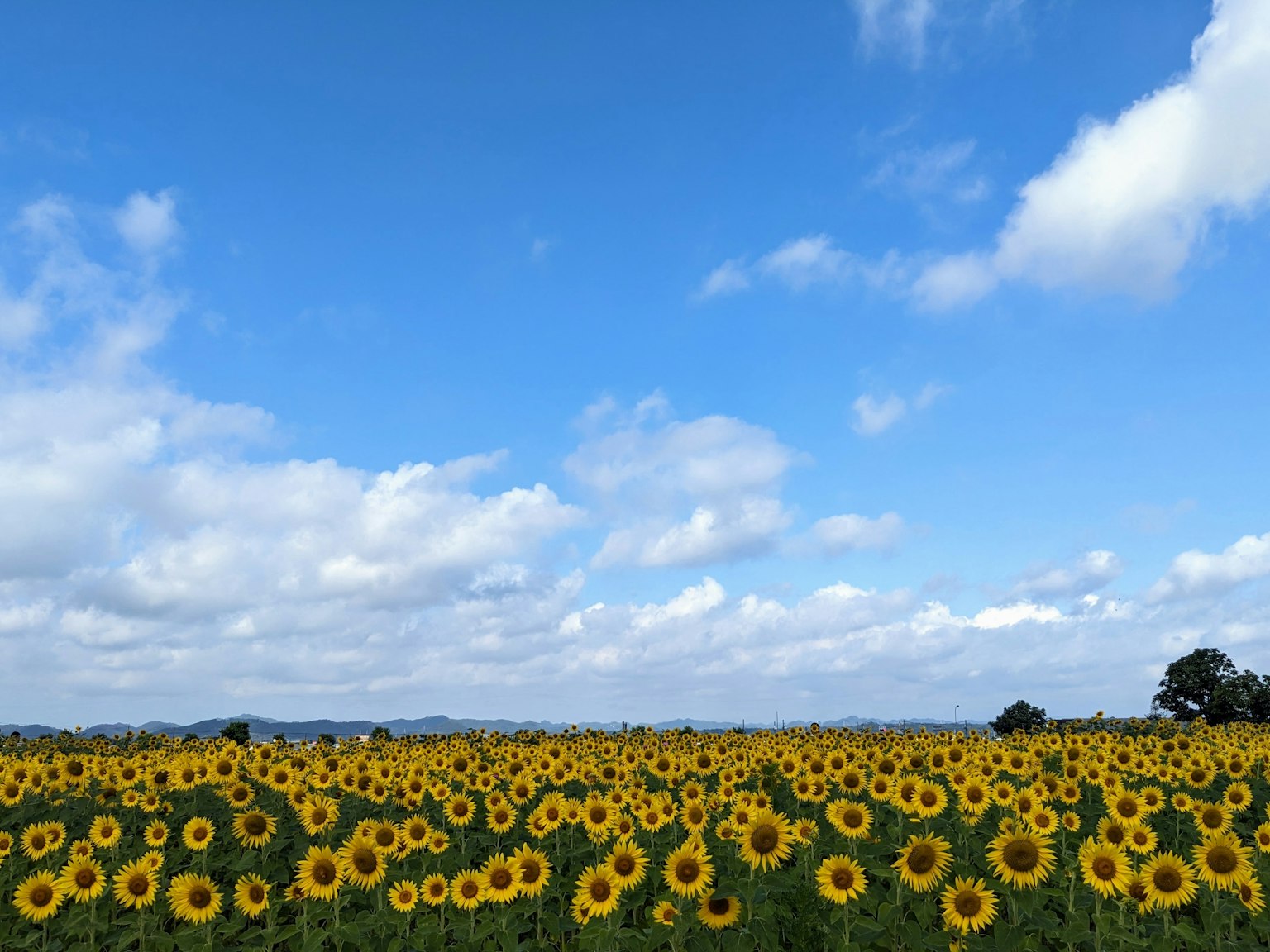A field of sunflowers under a blue sky