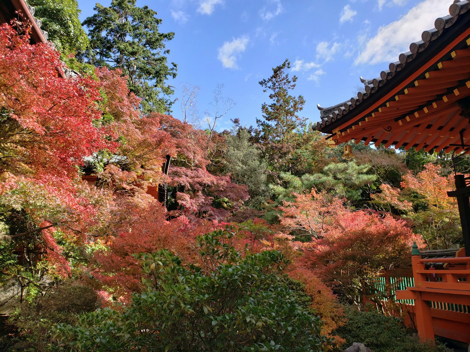 秋季色彩繽紛的花園景觀